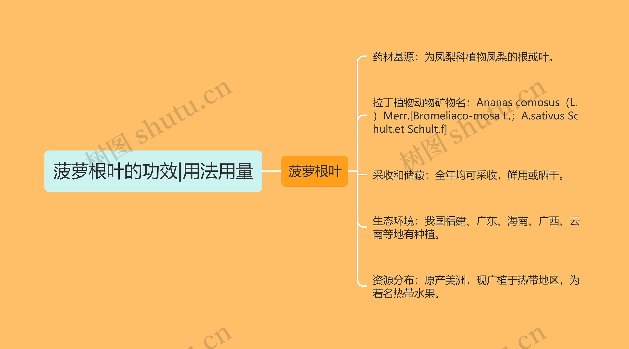 菠萝根叶的功效|用法用量思维导图