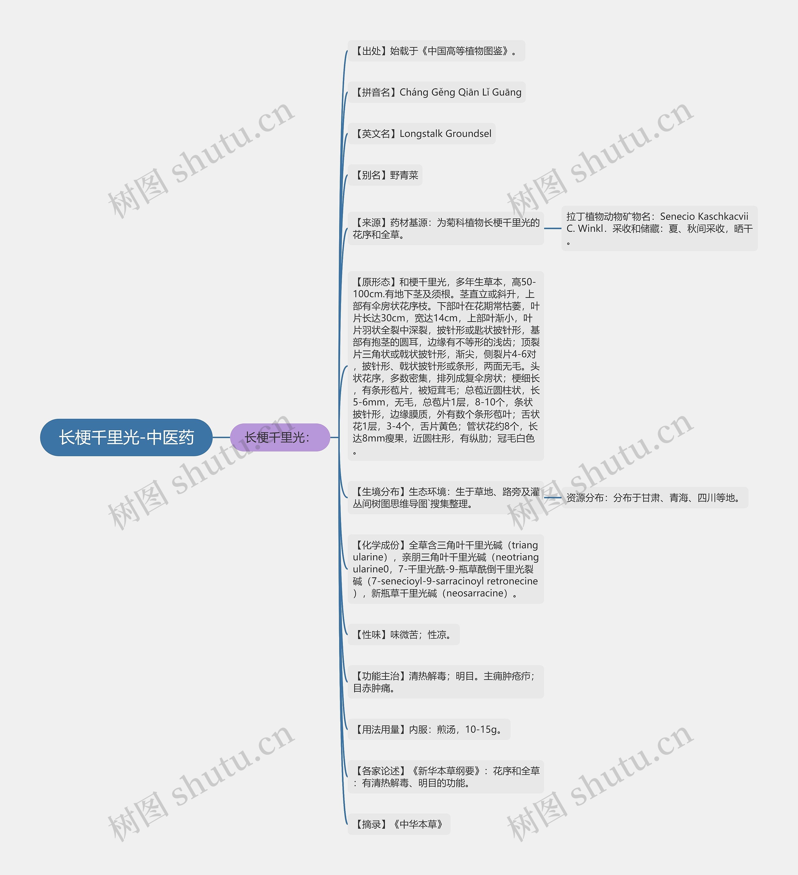 长梗千里光-中医药思维导图