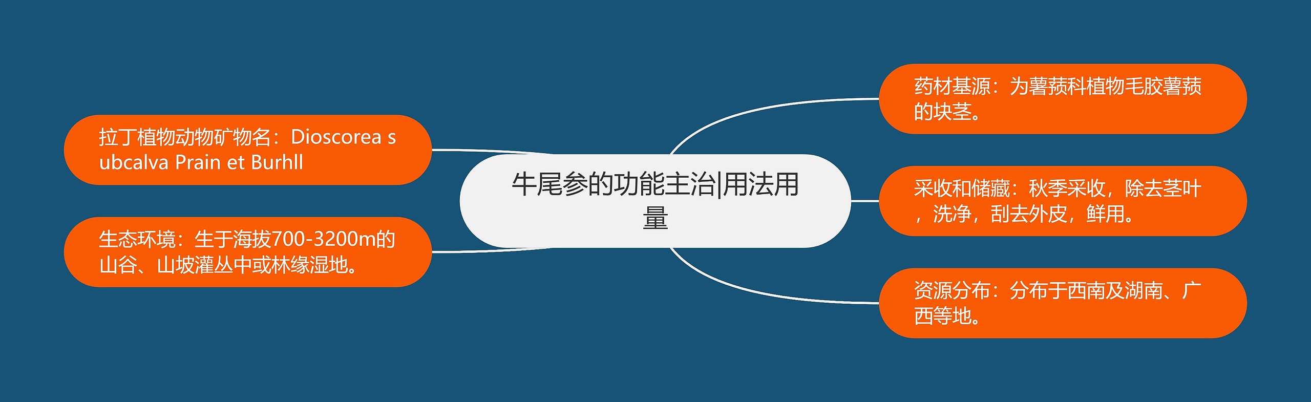 牛尾参的功能主治|用法用量 牛尾参的功能主治|用法用量