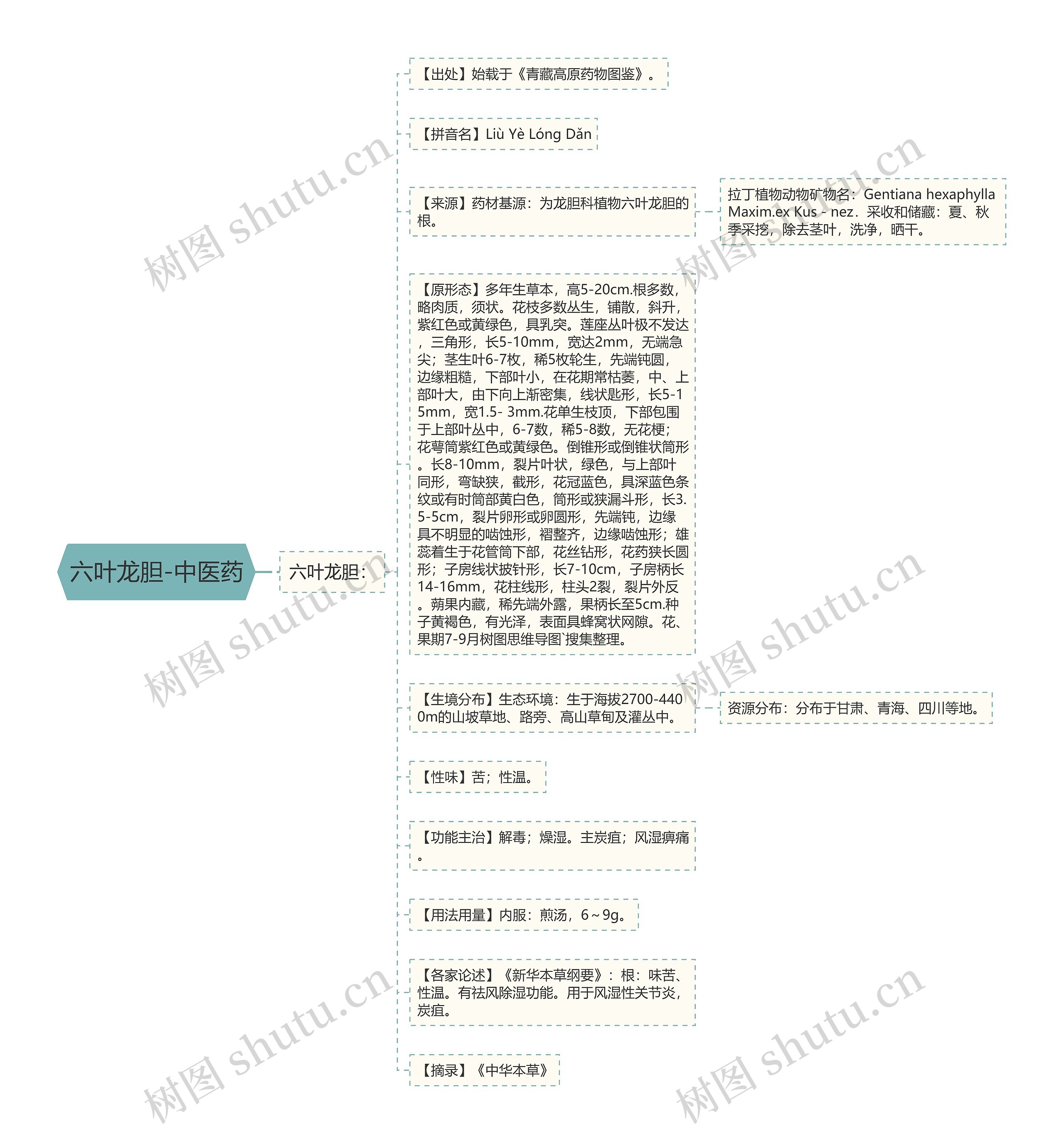 六叶龙胆-中医药 六叶龙胆-中医药