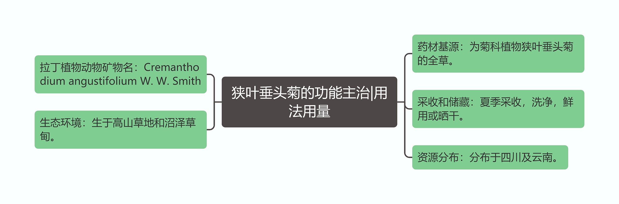狭叶垂头菊的功能主治|用法用量 狭叶垂头菊的功能主治|用法用量