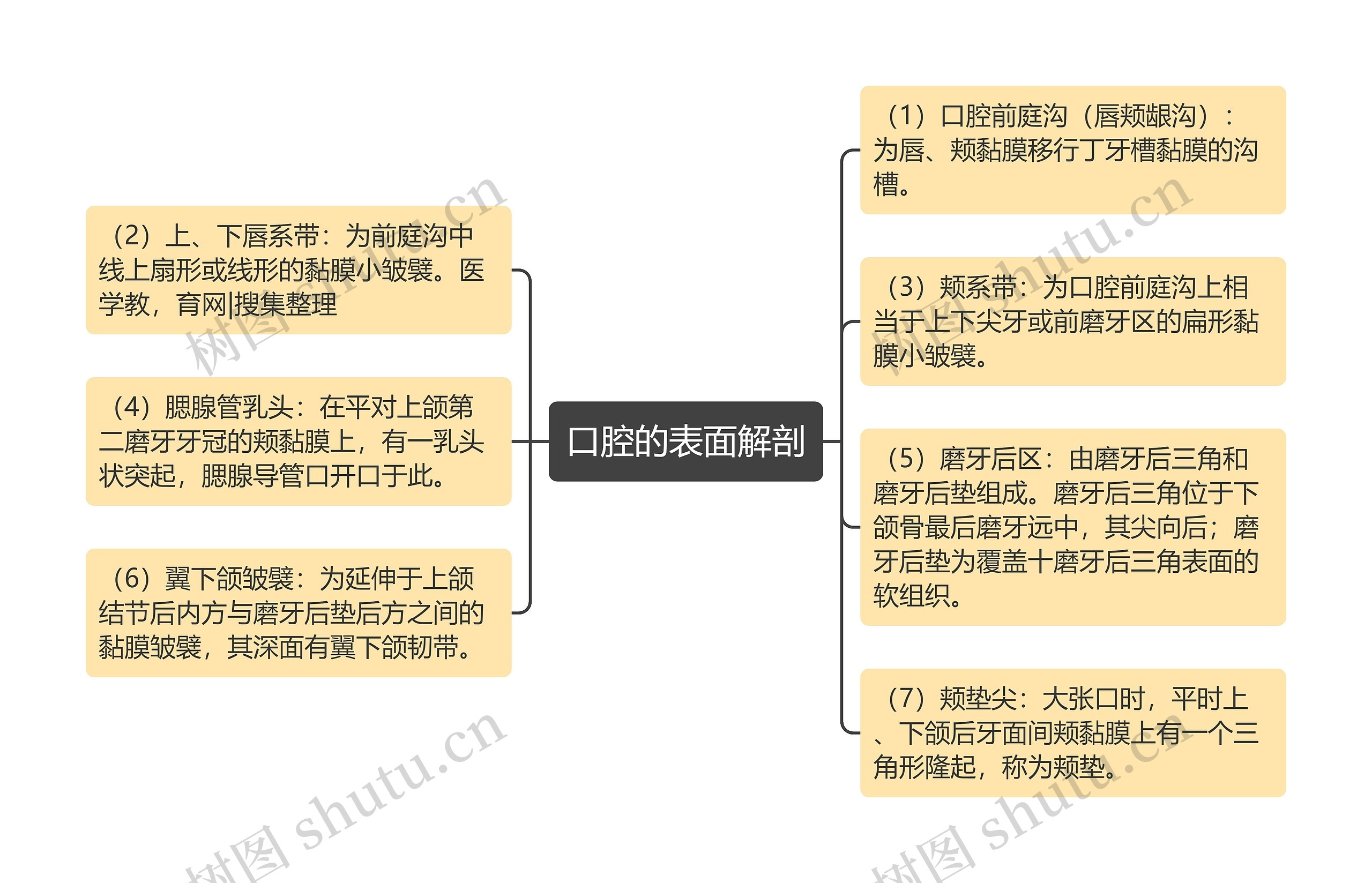 口腔的表面解剖