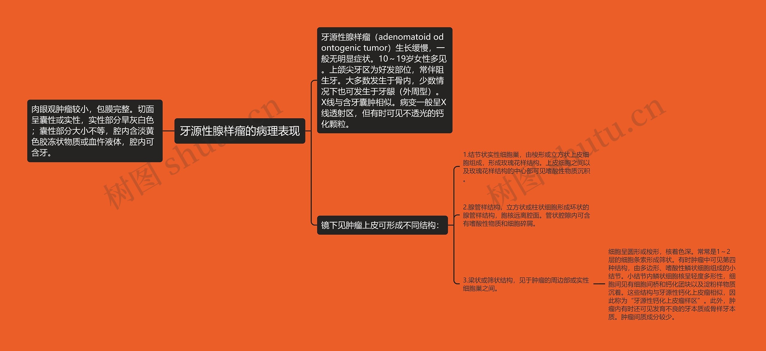 牙源性腺样瘤的病理表现