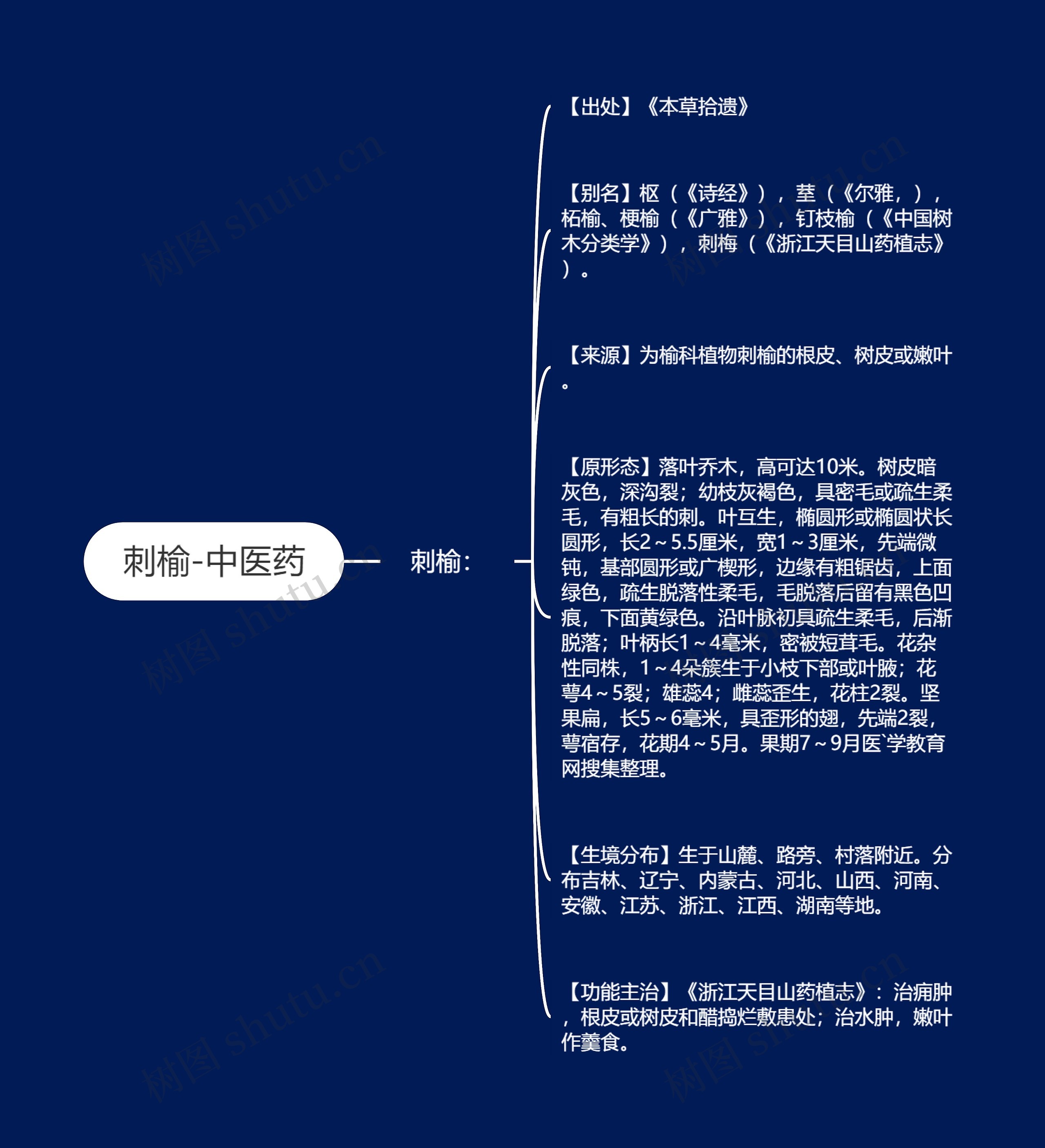 刺榆-中医药思维导图