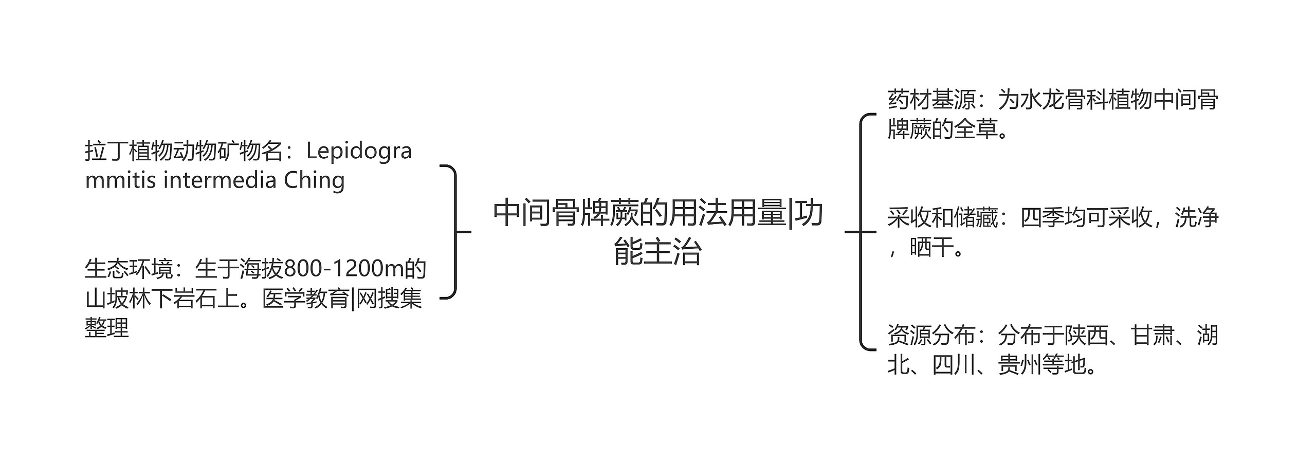 中间骨牌蕨的用法用量|功能主治思维导图