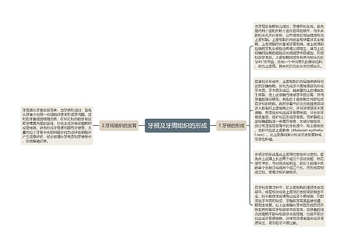 牙根及牙周组织的形成