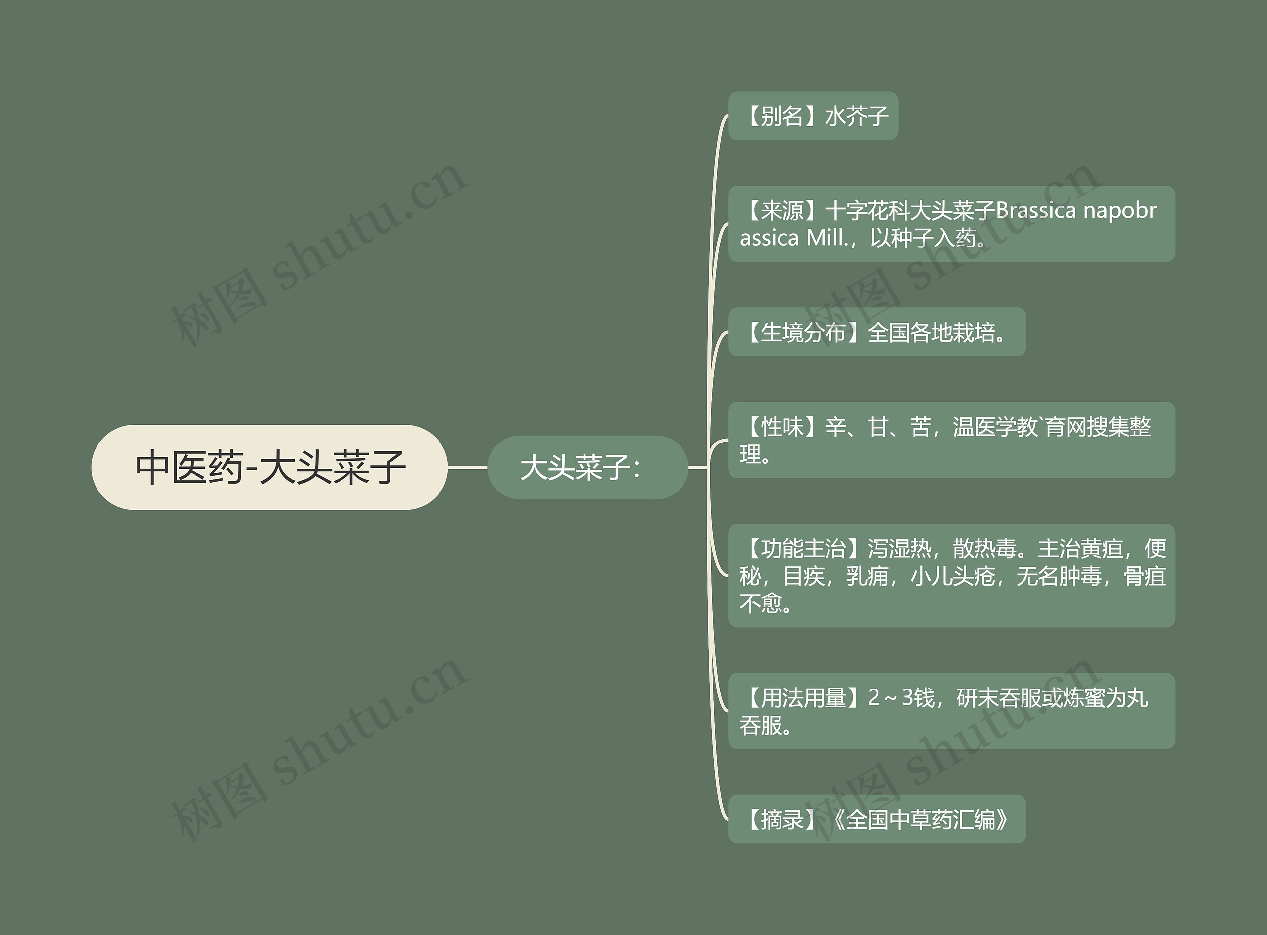 中医药-大头菜子 中医药-大头菜子
