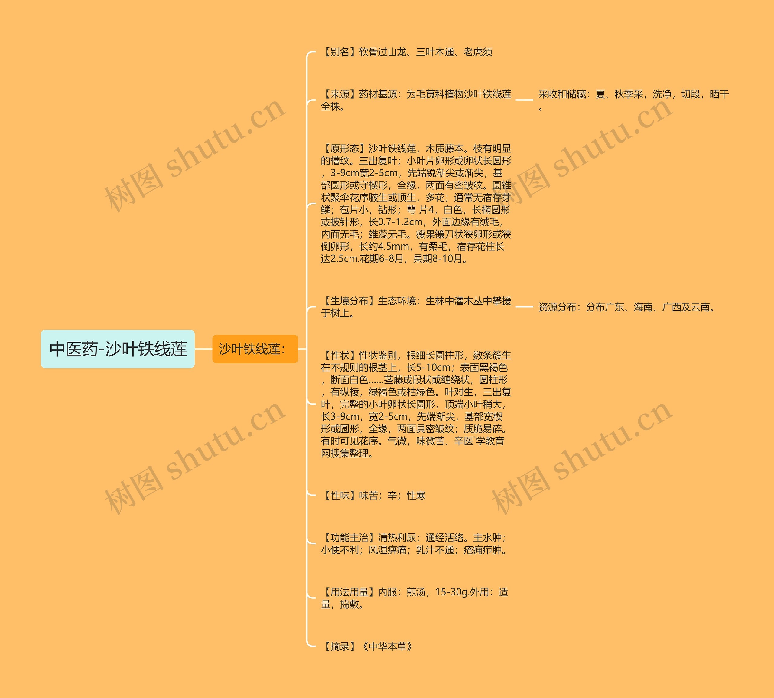 中医药-沙叶铁线莲 中医药-沙叶铁线莲