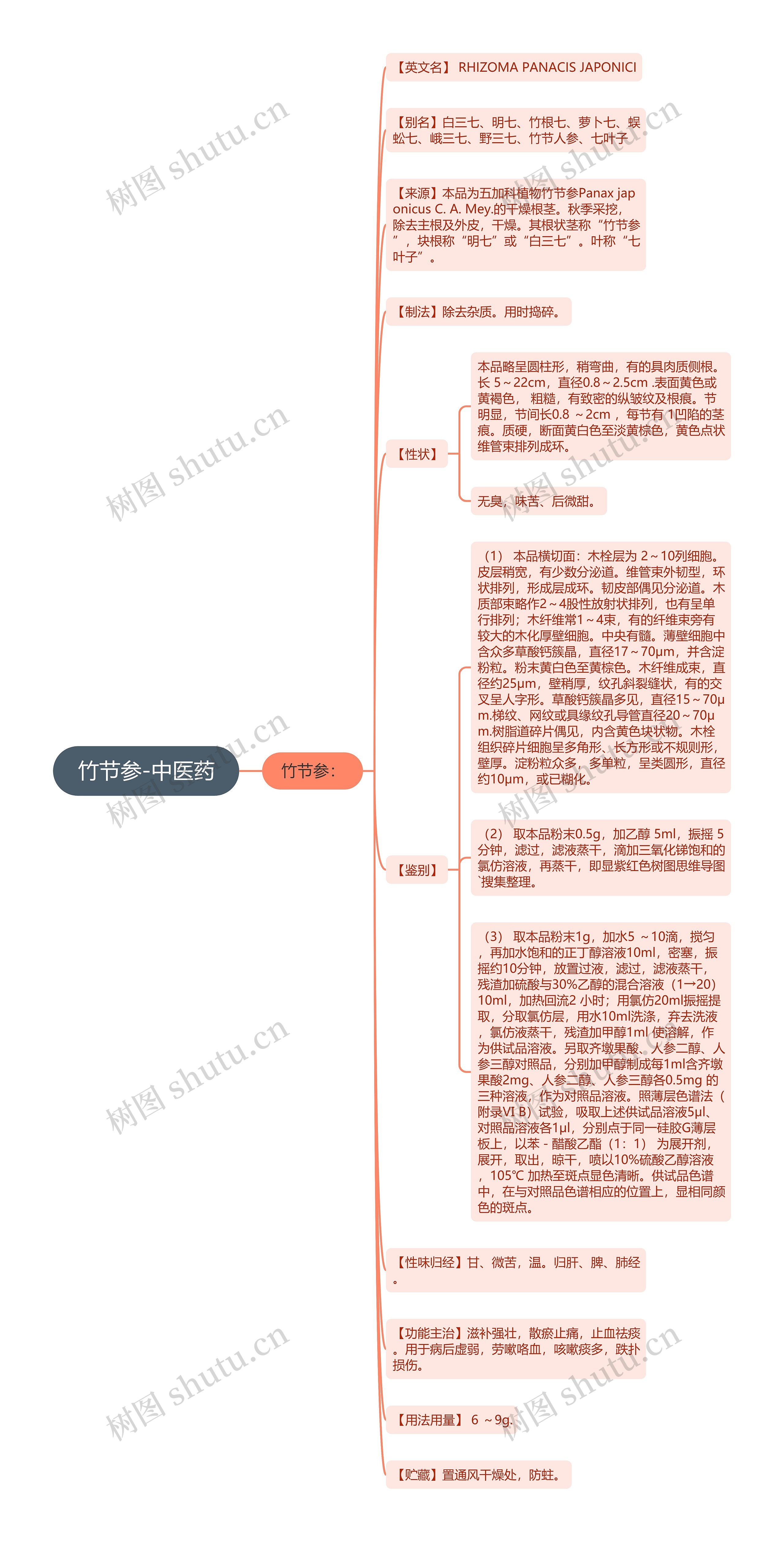 竹节参-中医药思维导图