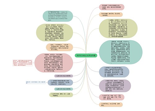 兔肝的功能主治|用法用量