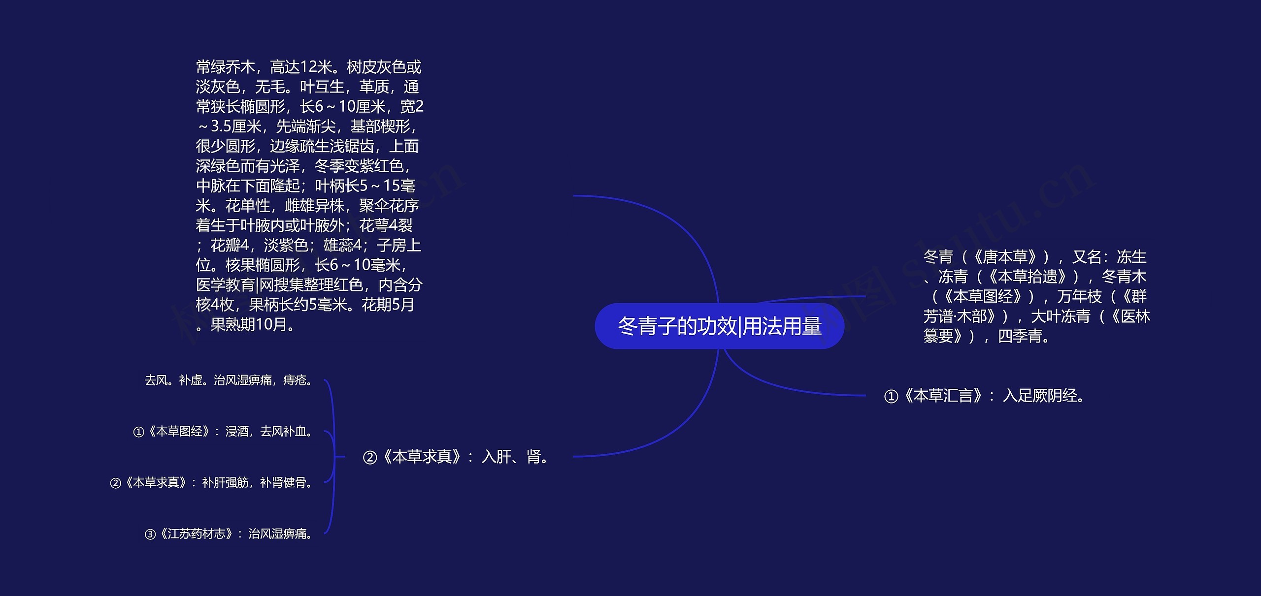 冬青子的功效|用法用量