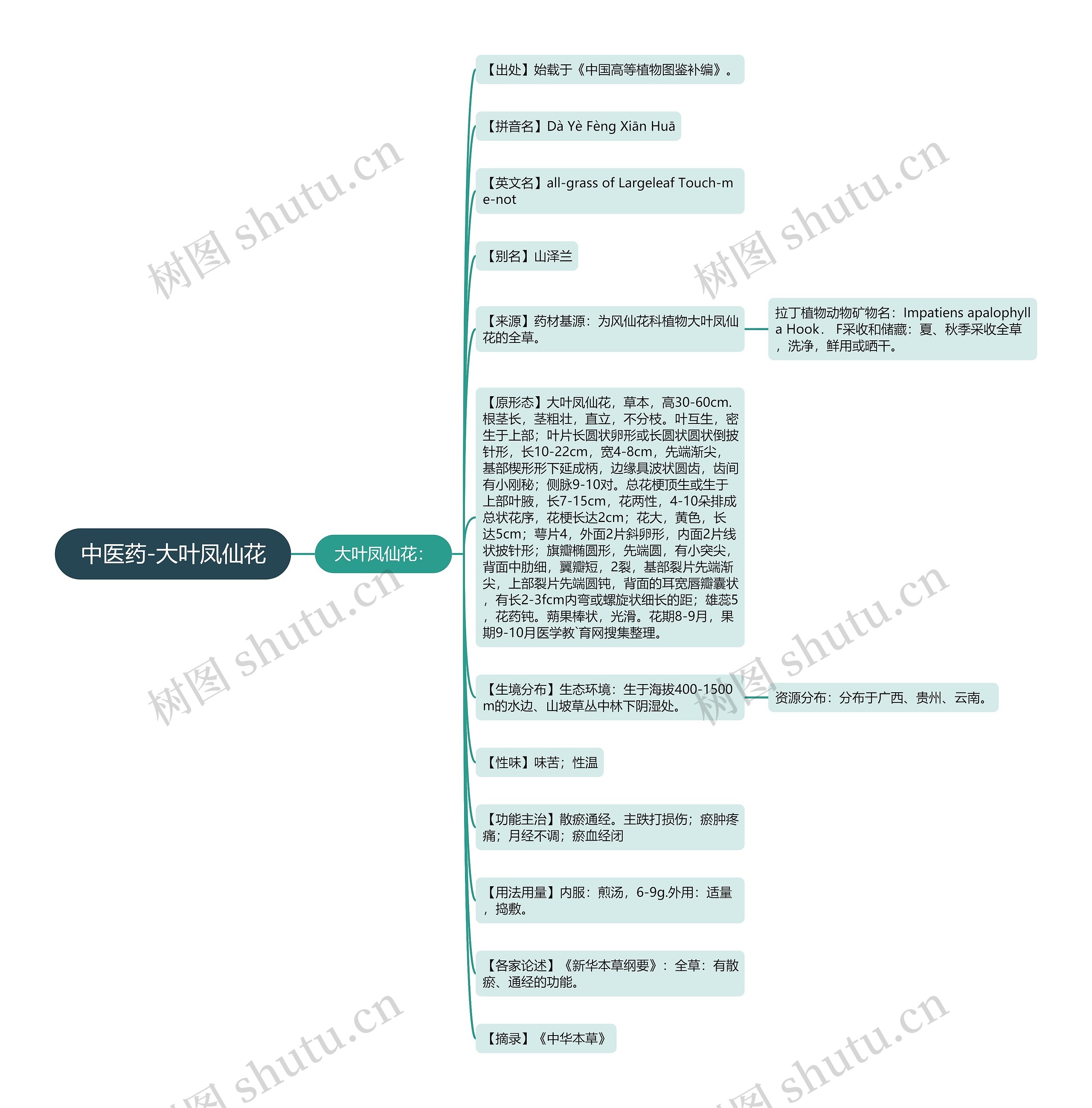 中医药-大叶凤仙花 中医药-大叶凤仙花