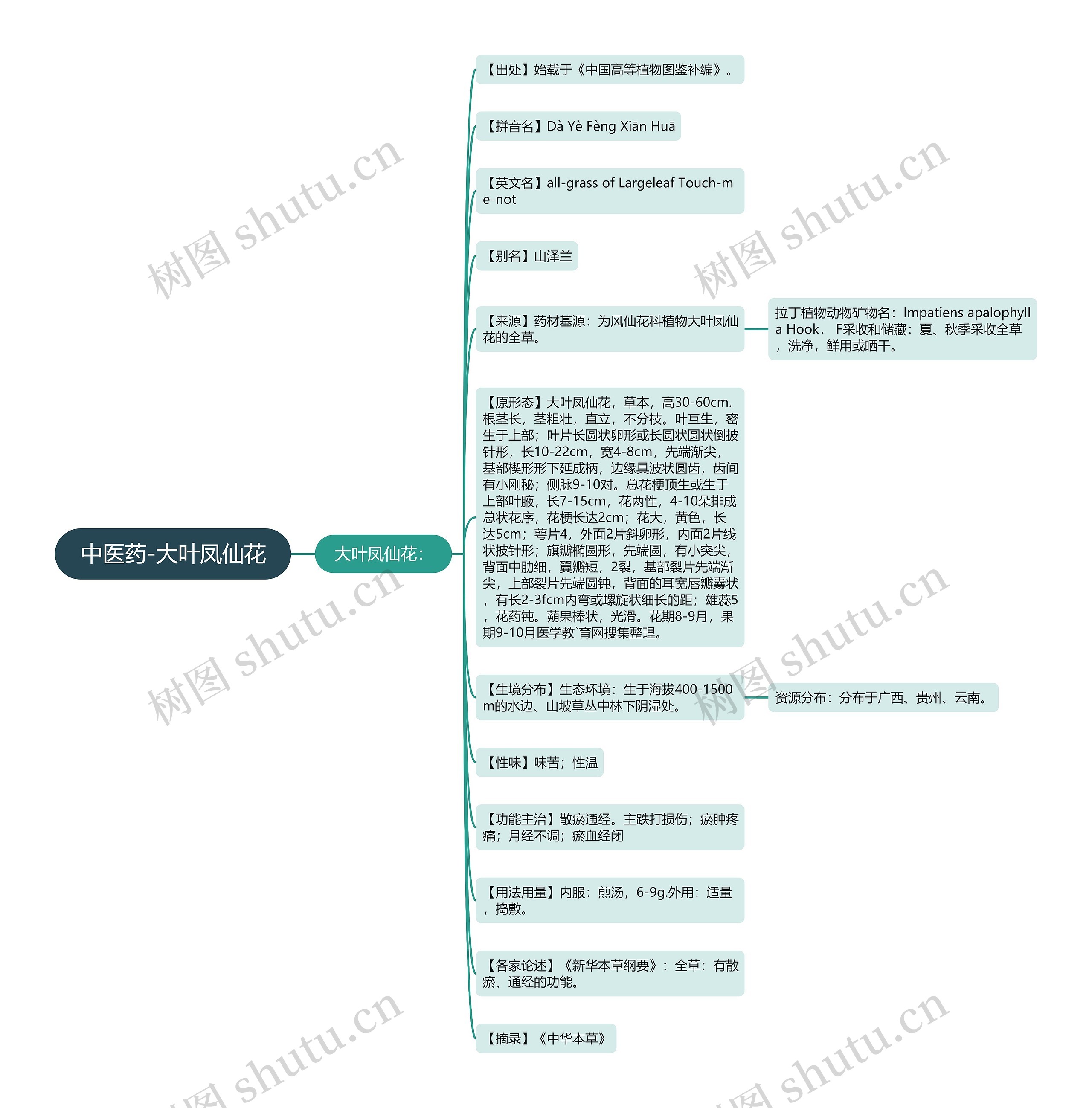 中医药-大叶凤仙花思维导图