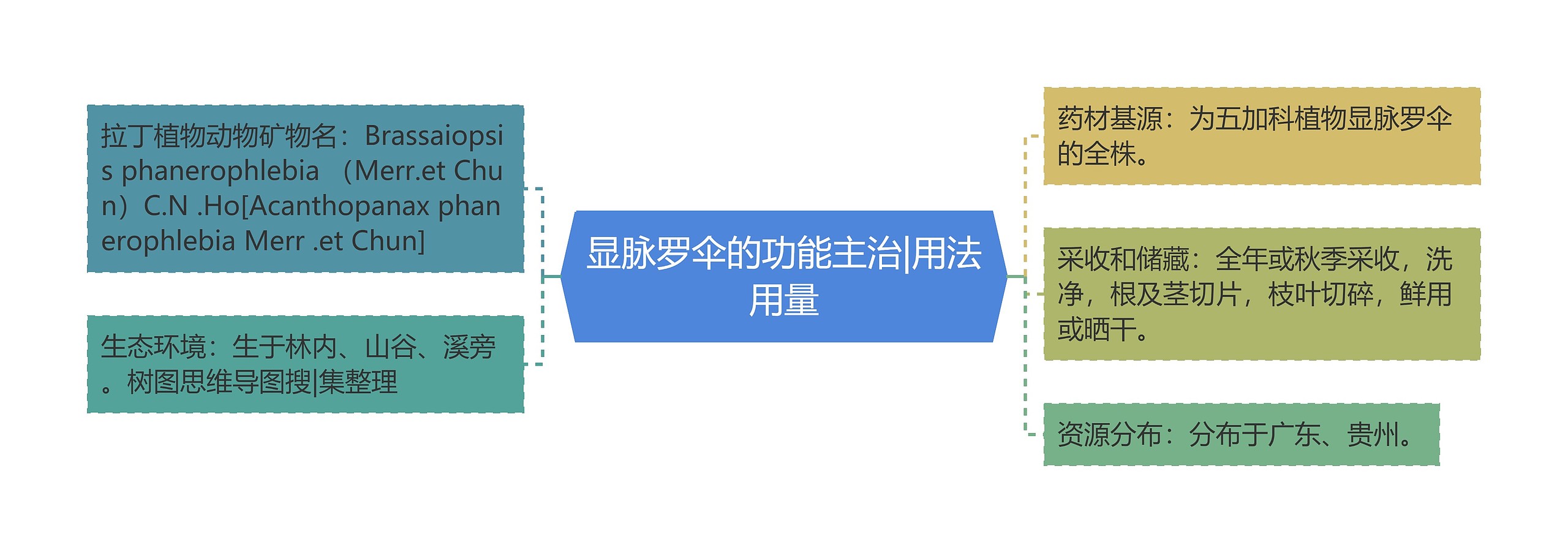 显脉罗伞的功能主治|用法用量