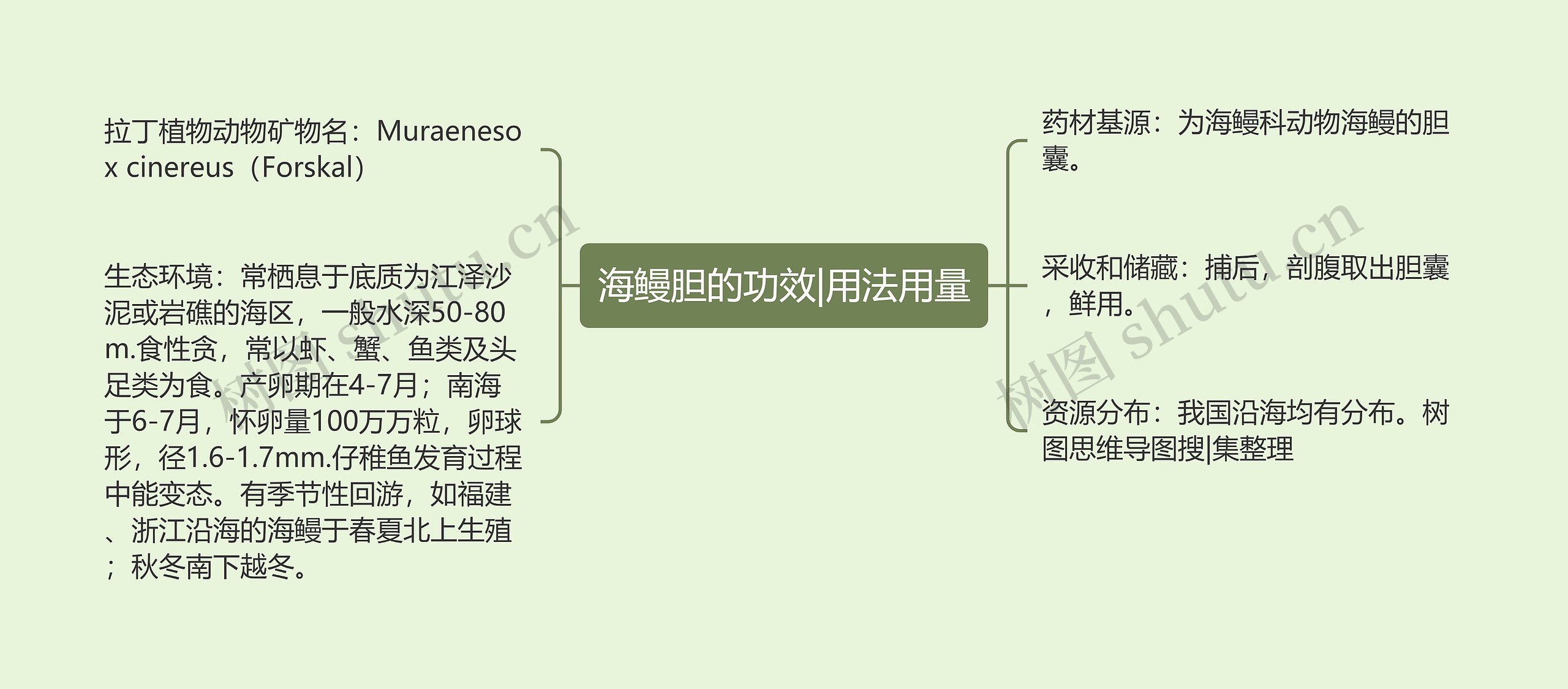 海鳗胆的功效|用法用量思维导图