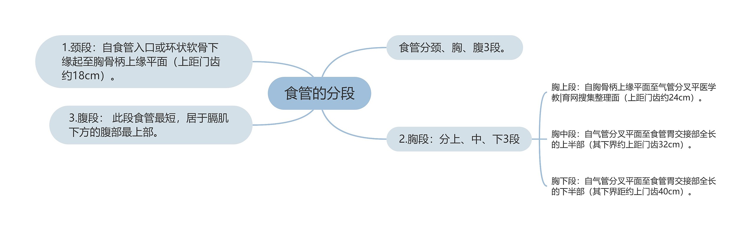 食管的分段 食管的分段