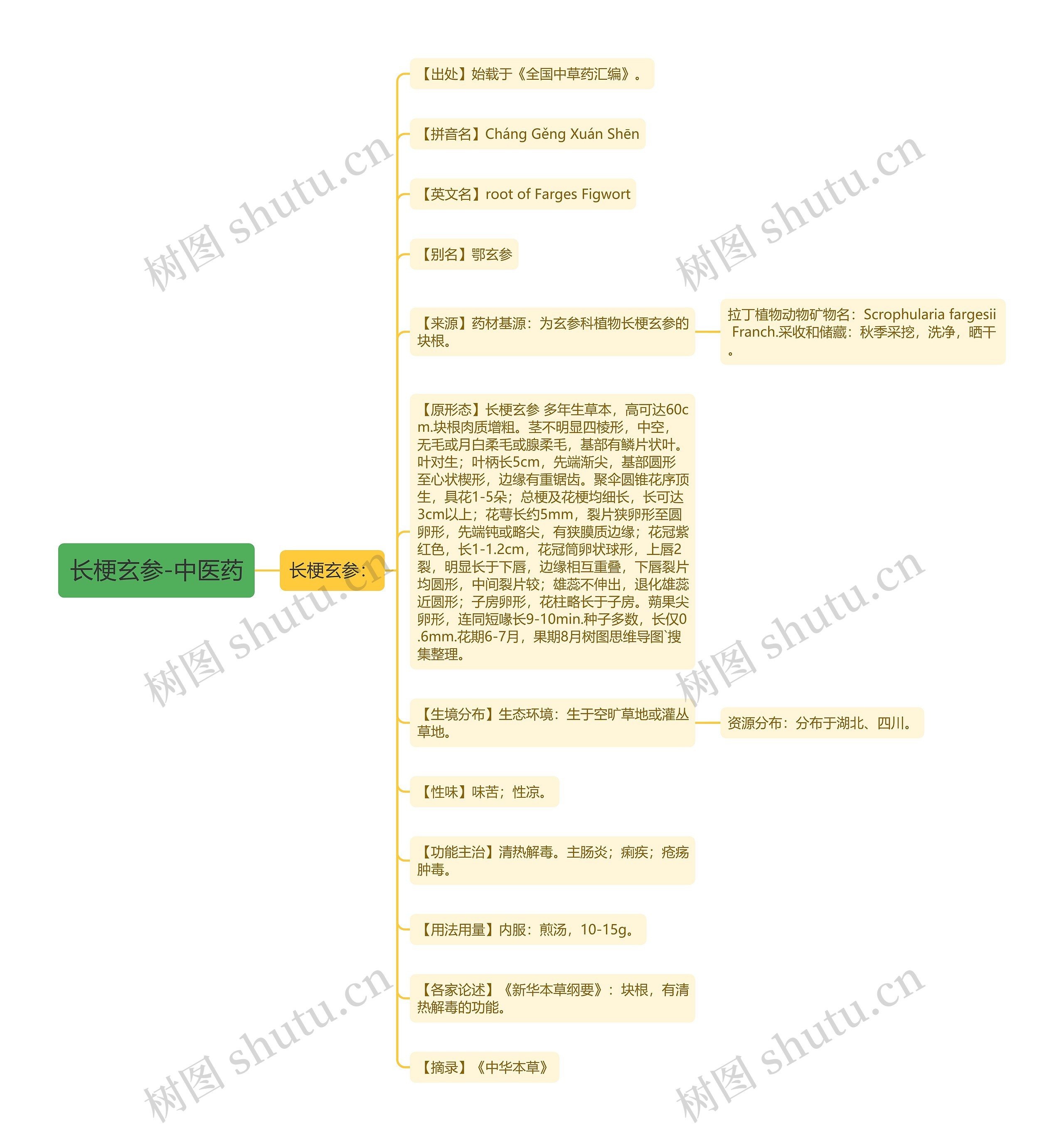 长梗玄参-中医药 长梗玄参-中医药