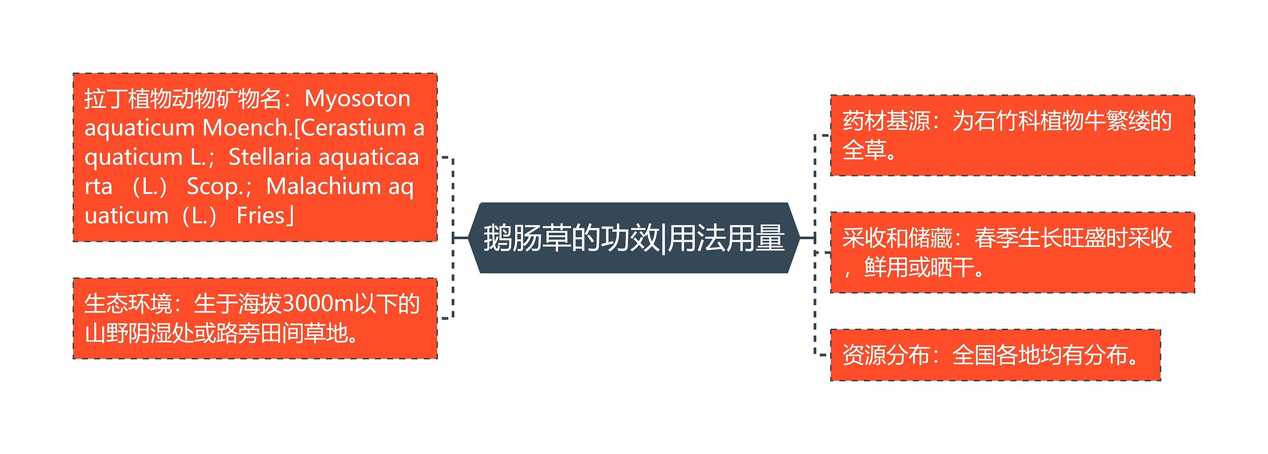 鹅肠草的功效|用法用量