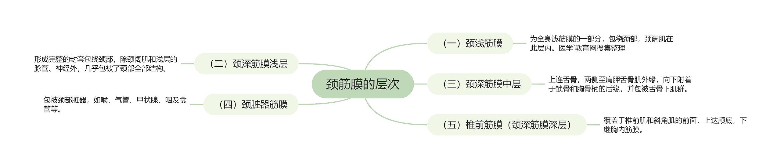 颈筋膜的层次思维导图