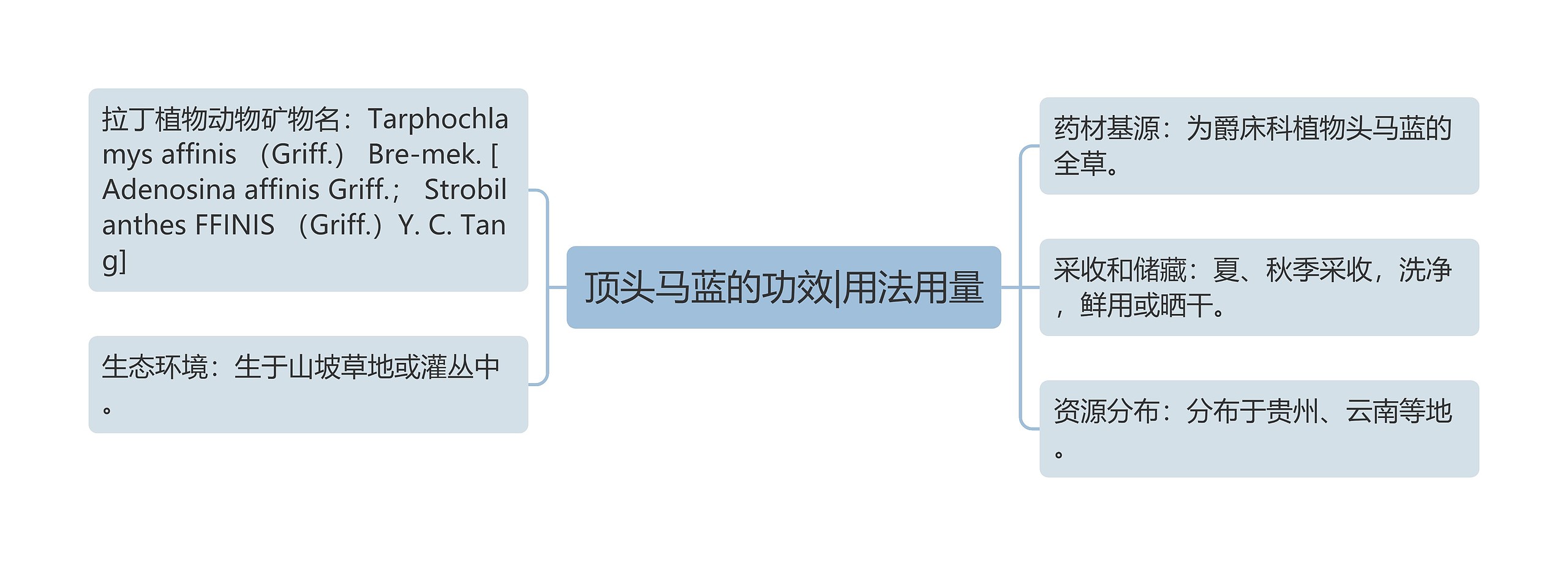 顶头马蓝的功效|用法用量