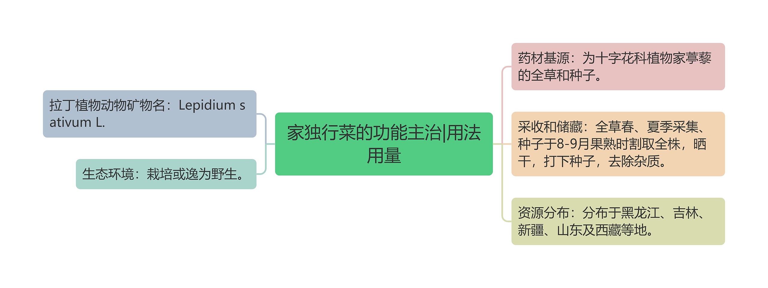 家独行菜的功能主治|用法用量思维导图