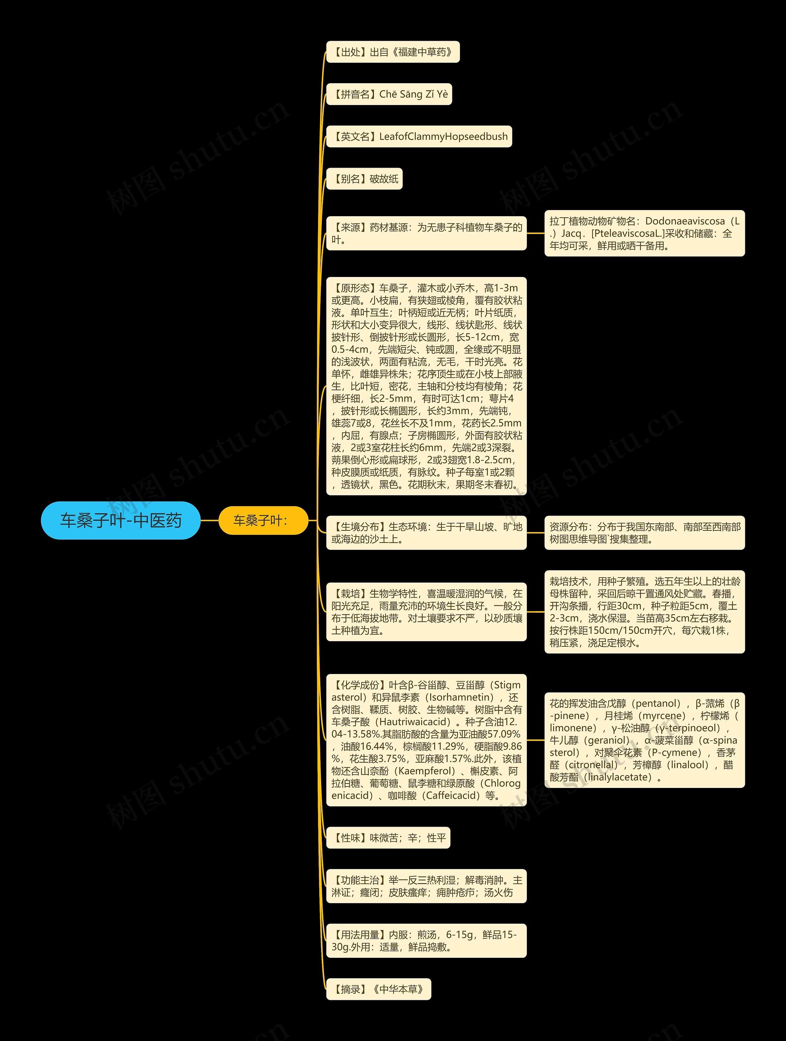 车桑子叶-中医药思维导图