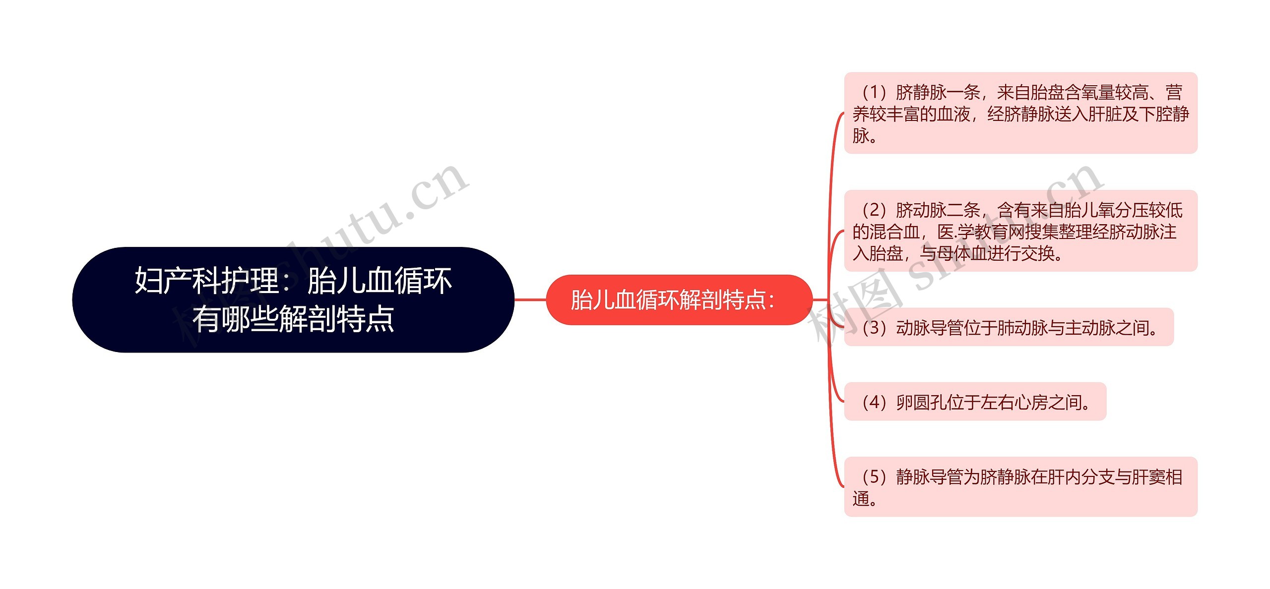 妇产科护理：胎儿血循环有哪些解剖特点思维导图