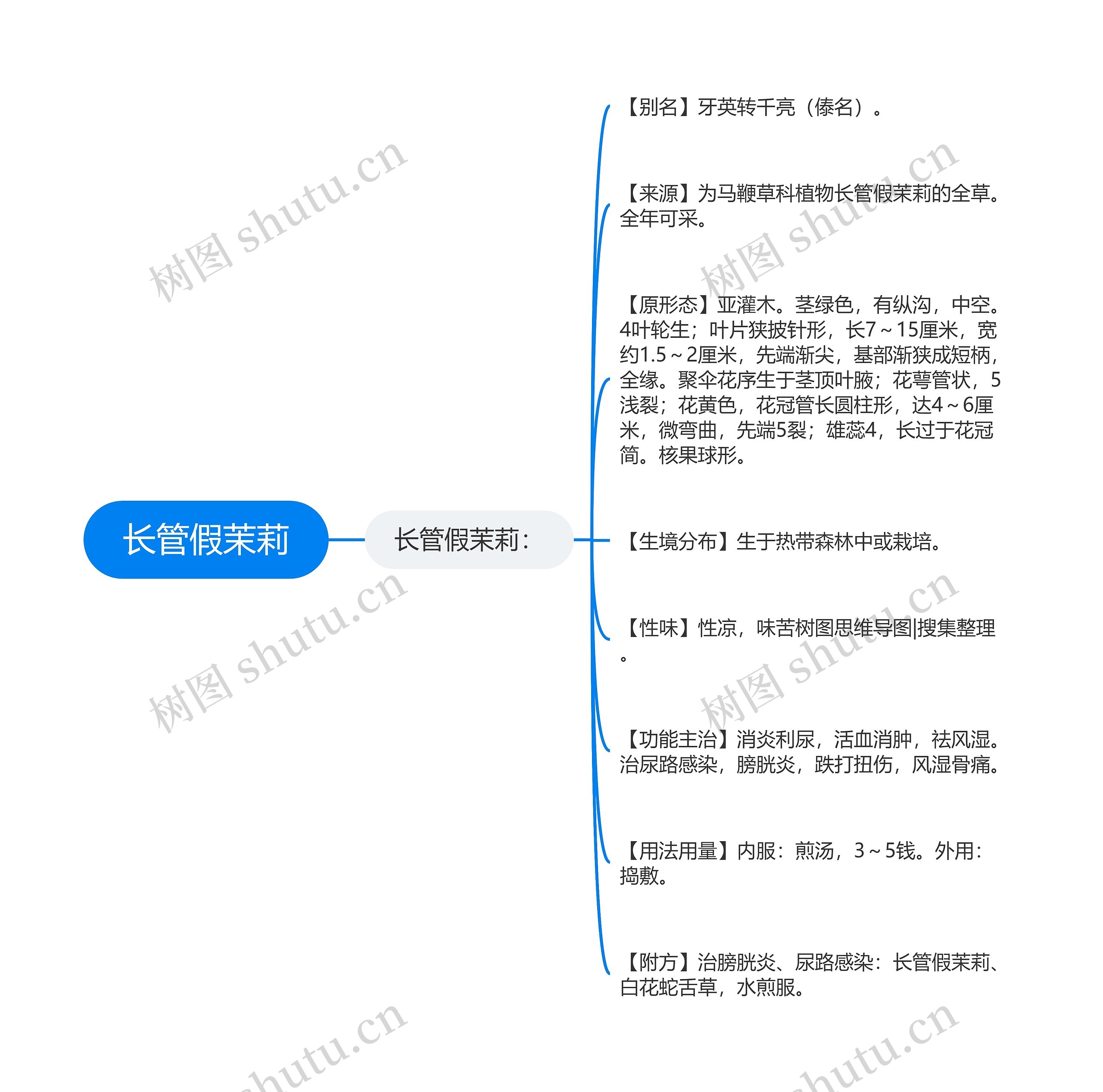 长管假茉莉思维导图