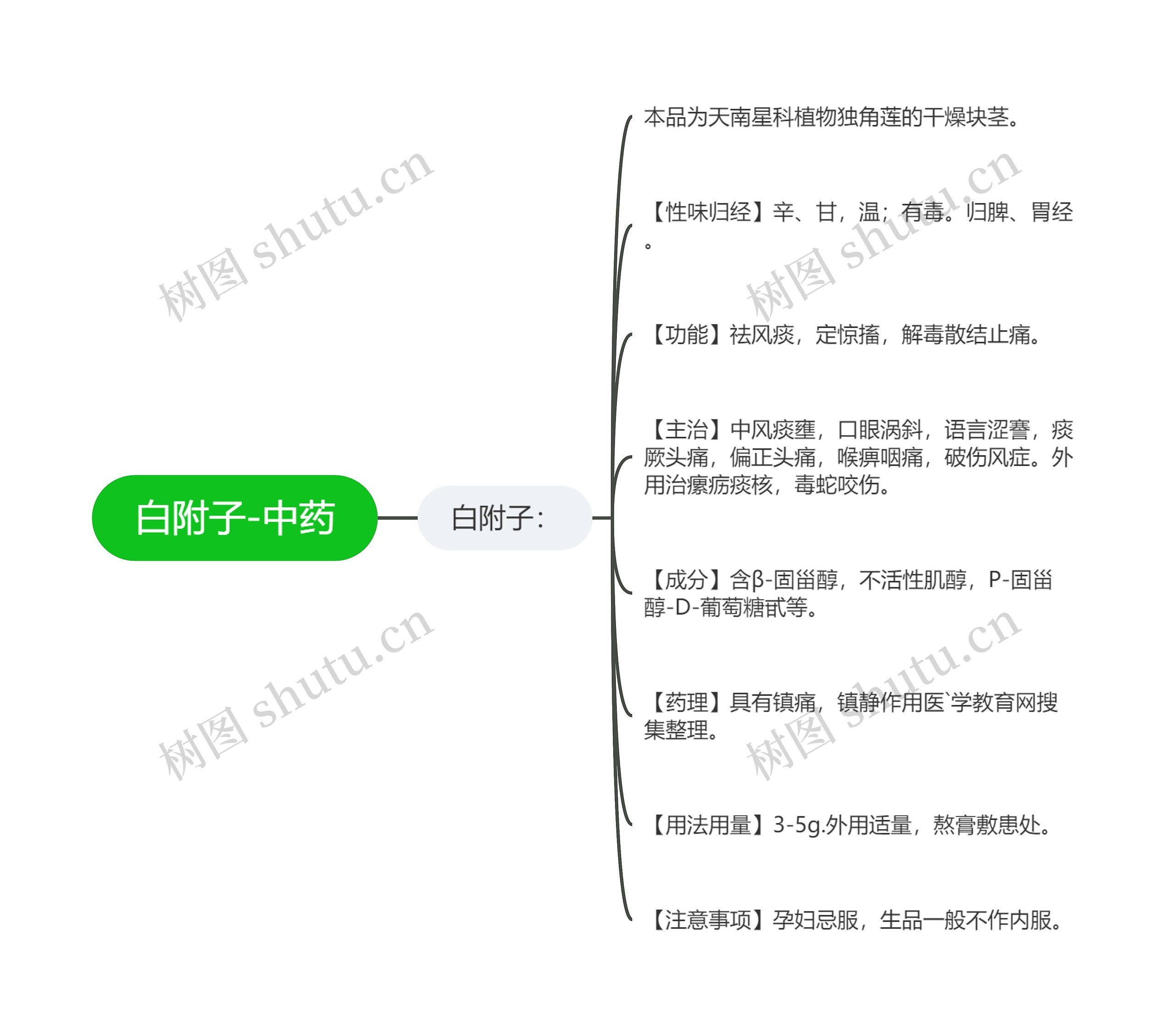 白附子-中药思维导图