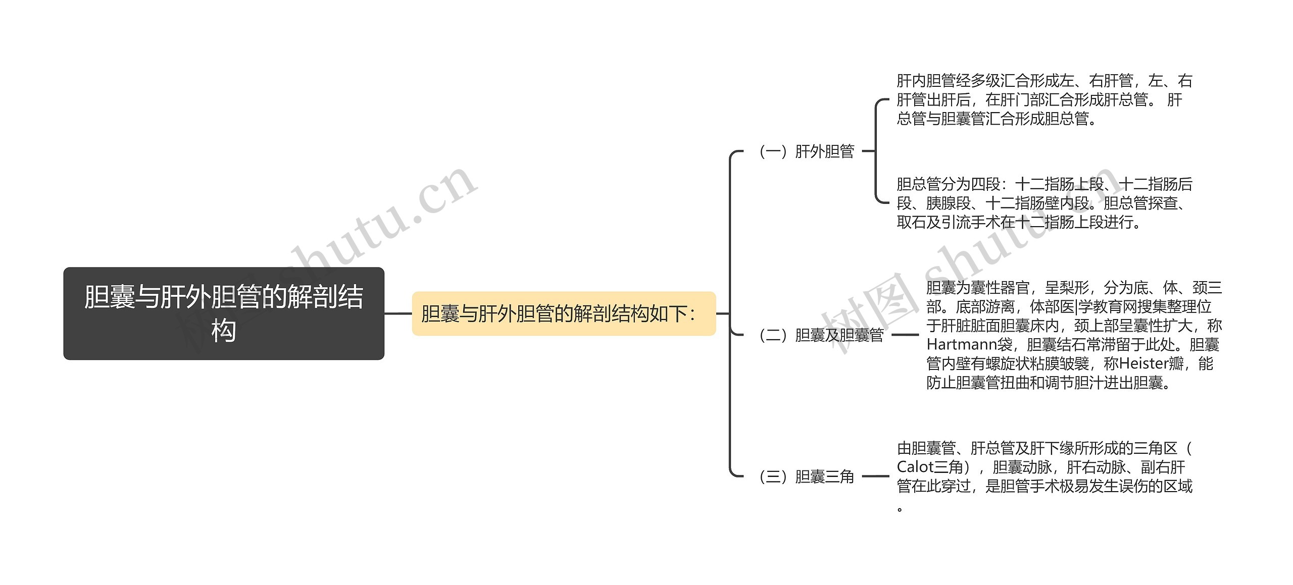 胆囊与肝外胆管的解剖结构思维导图