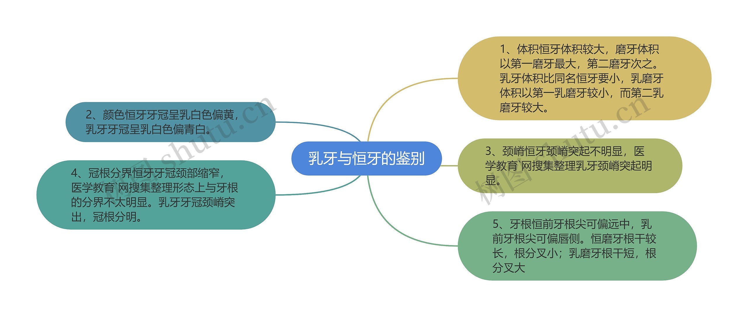 乳牙与恒牙的鉴别思维导图