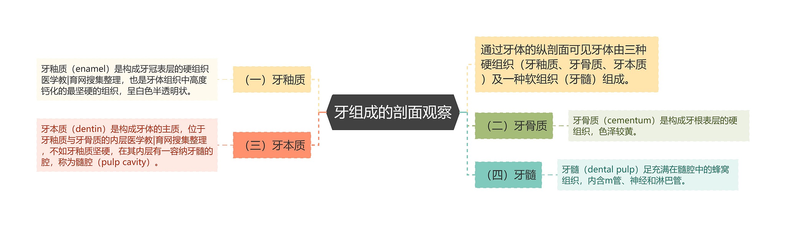 牙组成的剖面观察 牙组成的剖面观察