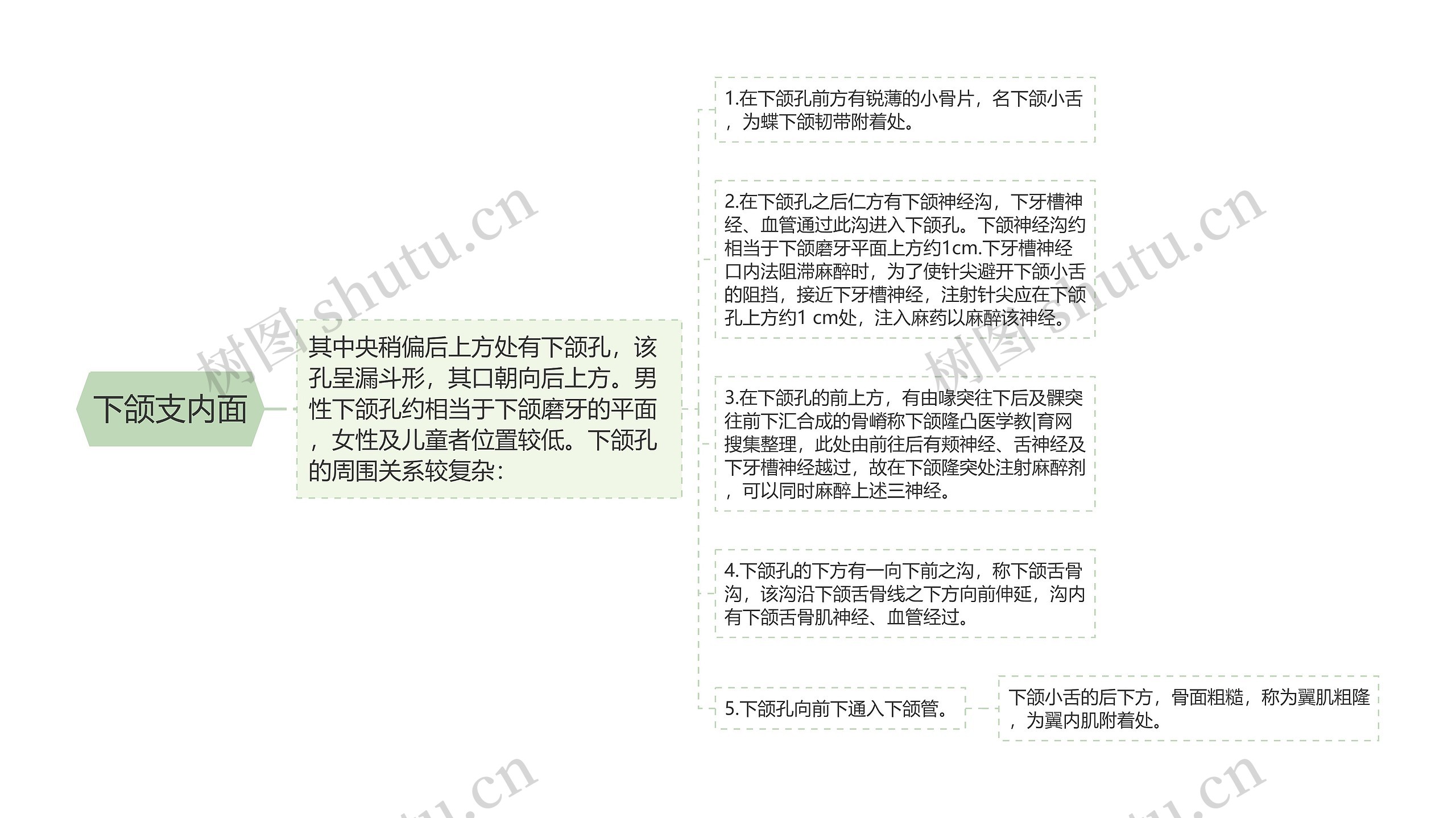 下颌支内面