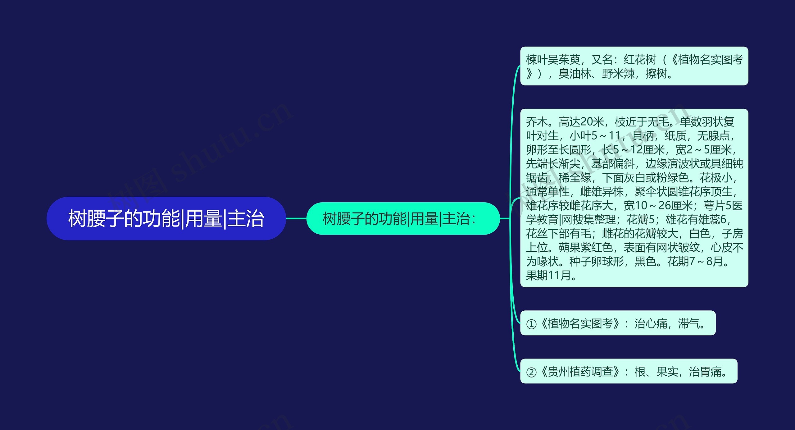 树腰子的功能|用量|主治