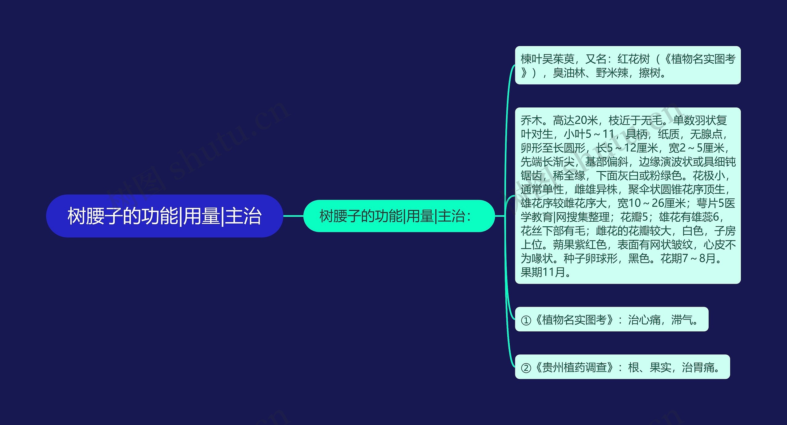 树腰子的功能|用量|主治思维导图
