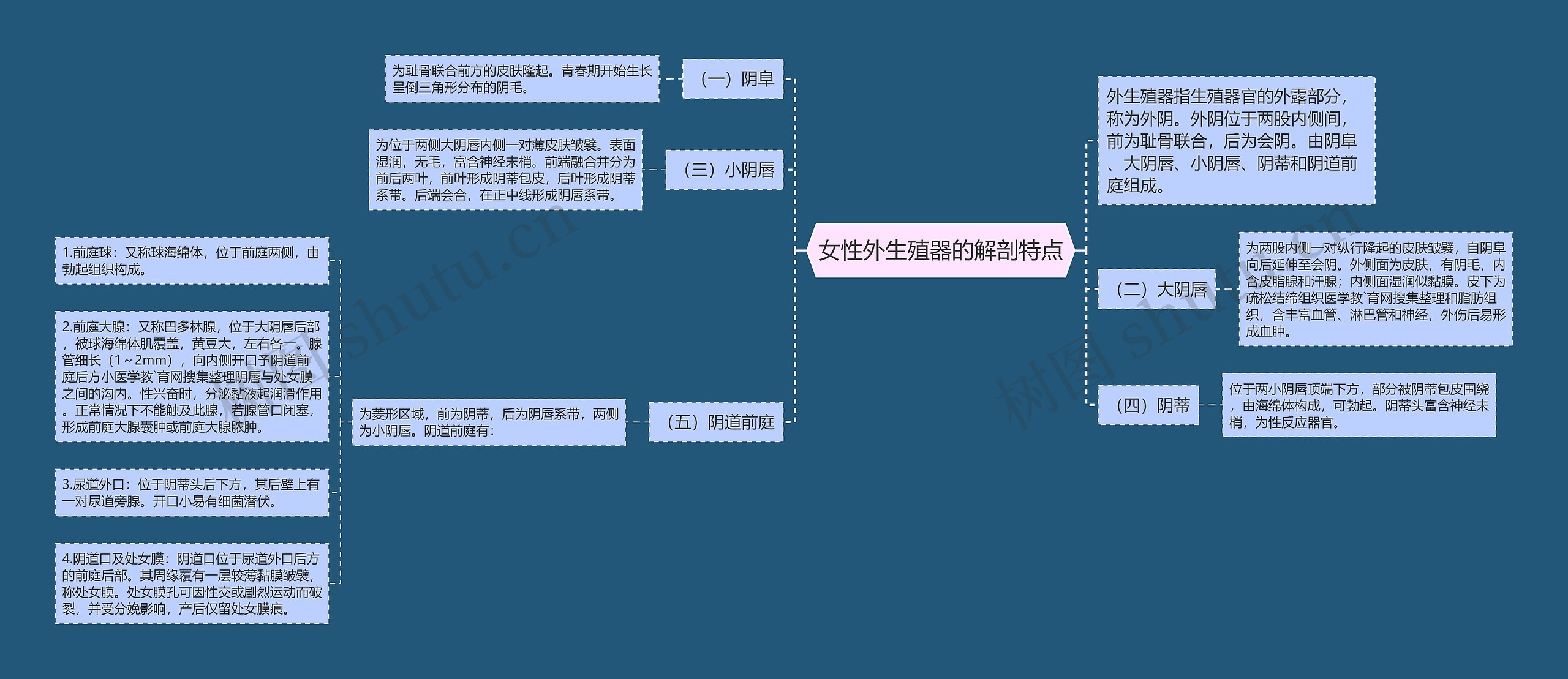 女性外生殖器的解剖特点思维导图