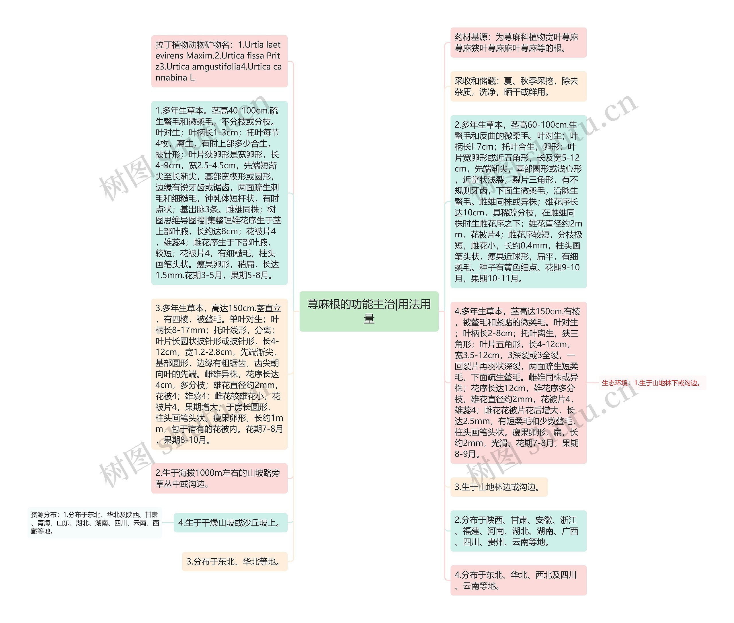 荨麻根的功能主治|用法用量思维导图