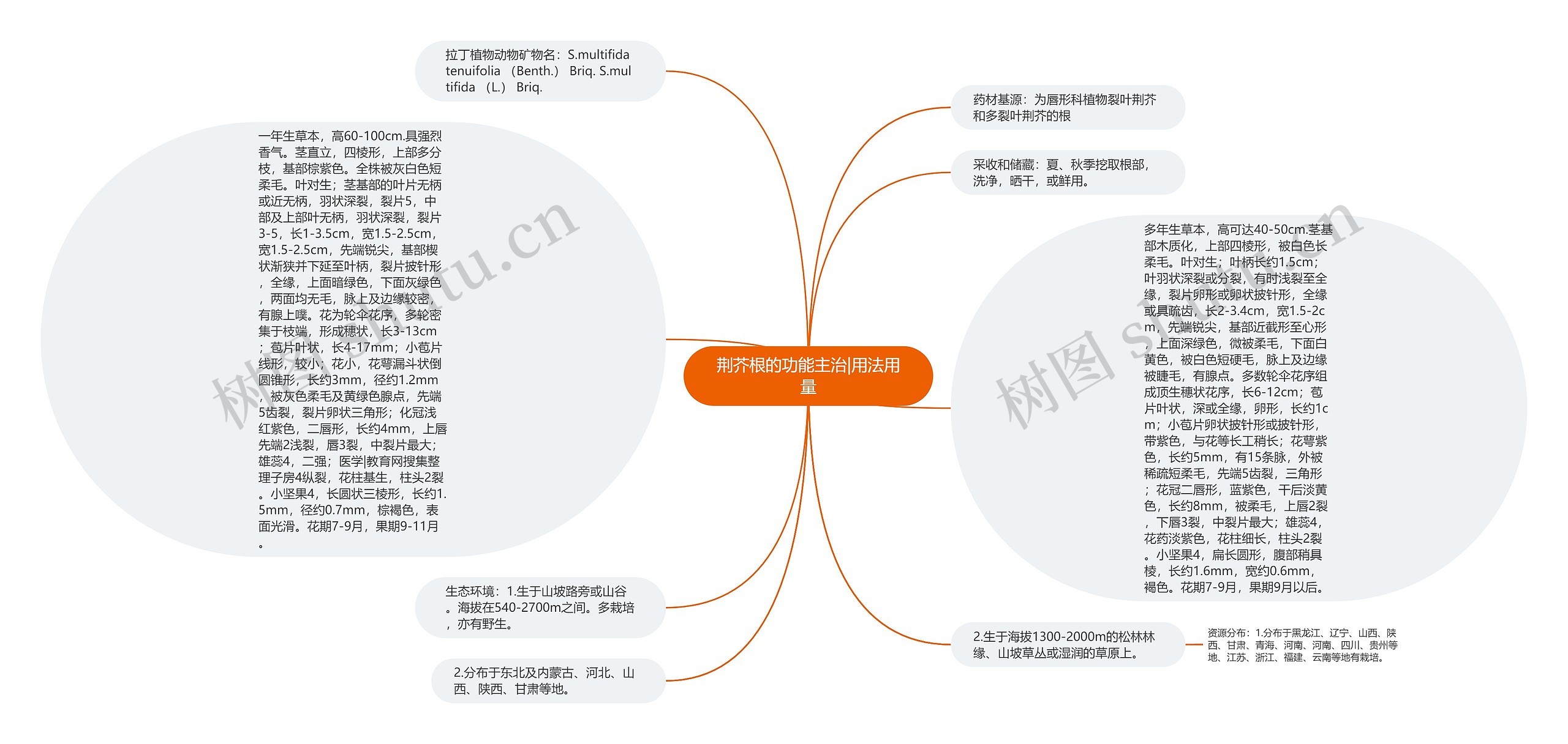 荆芥根的功能主治|用法用量