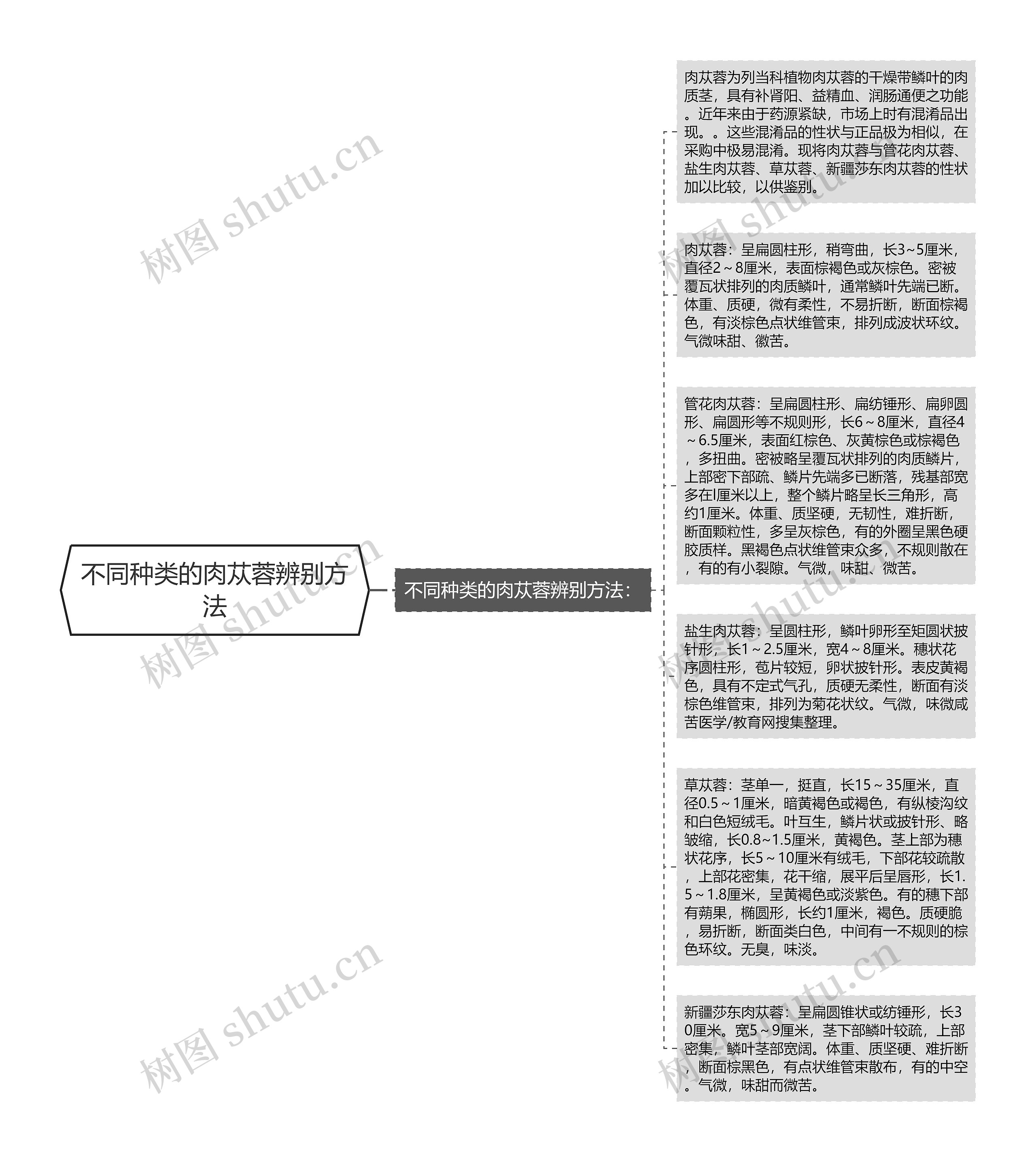 不同种类的肉苁蓉辨别方法思维导图