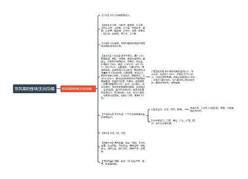 东风菜的性味|主治|功能