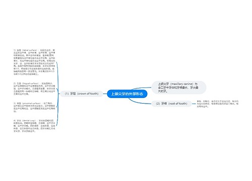 上颌尖牙的外部形态思维导图