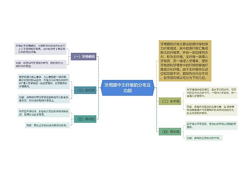 牙周膜中主纤维的分布及功能