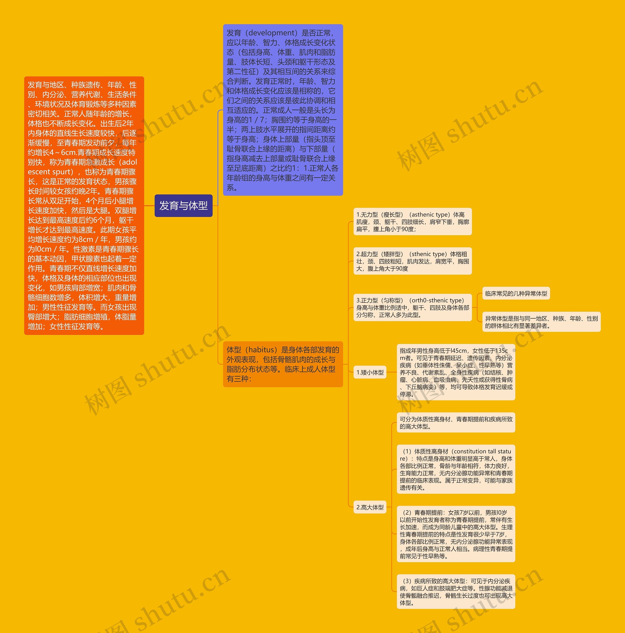 发育与体型 发育与体型