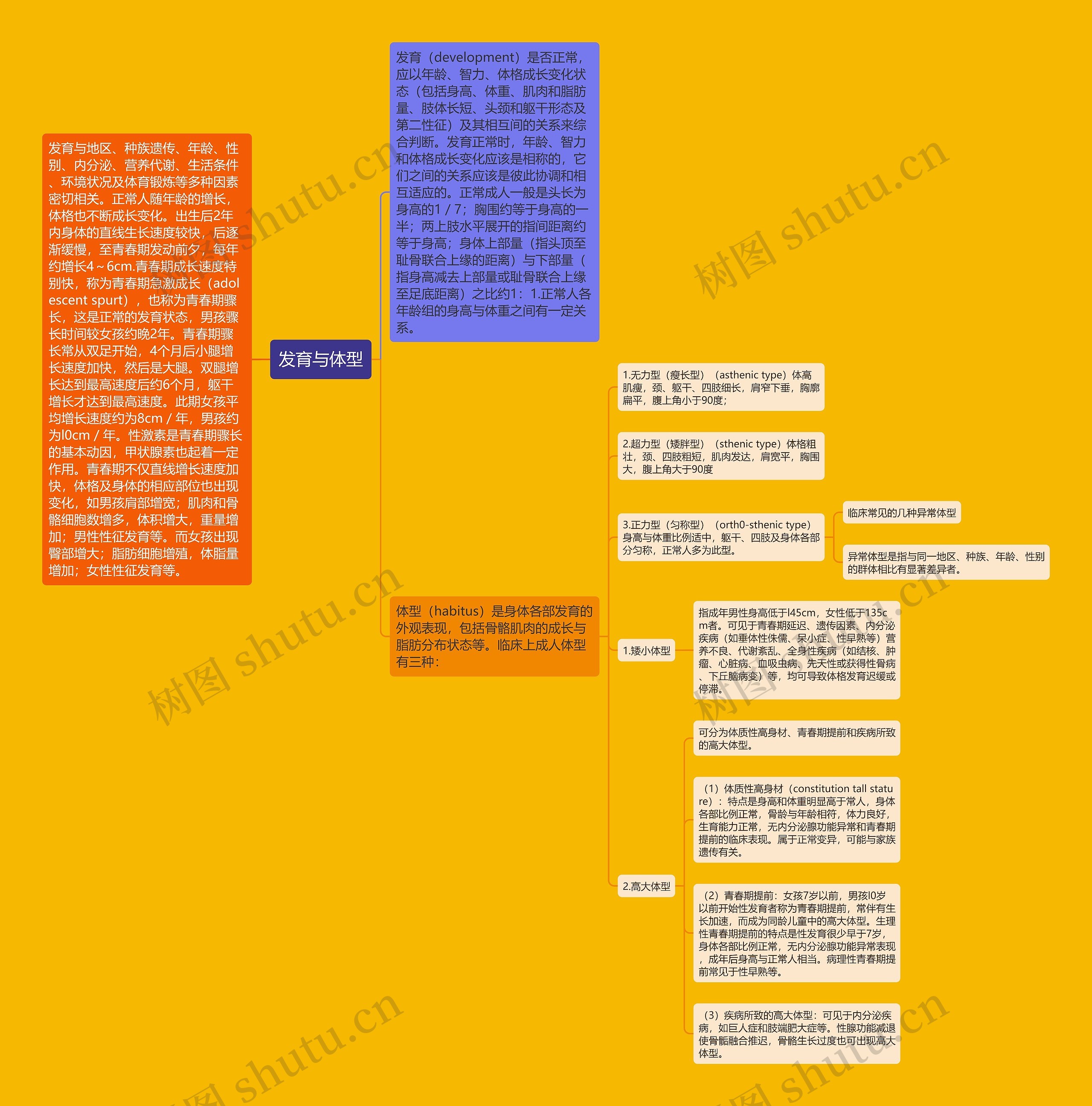 发育与体型思维导图