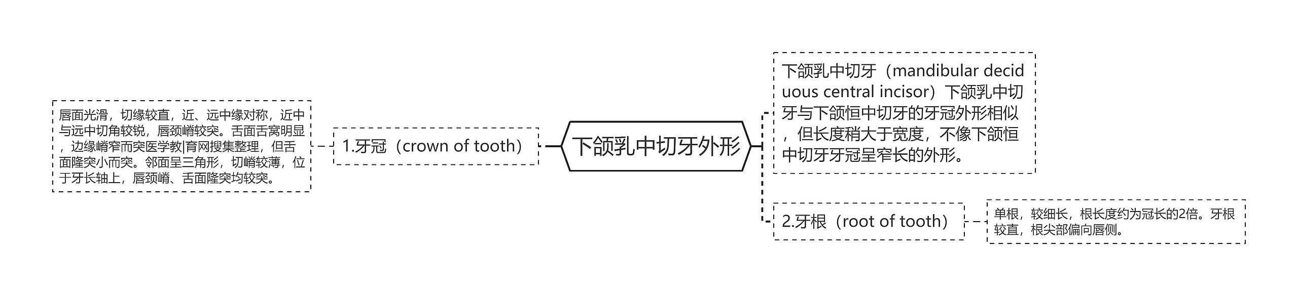 下颌乳中切牙外形思维导图