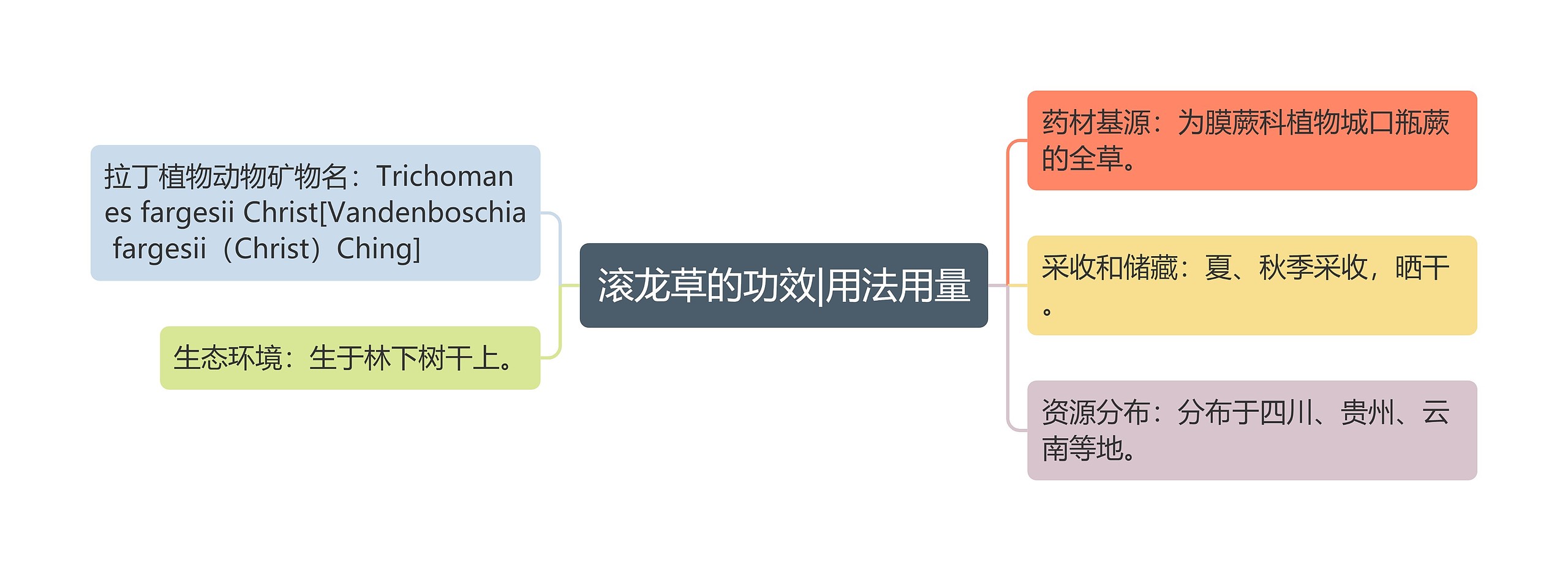 滚龙草的功效|用法用量