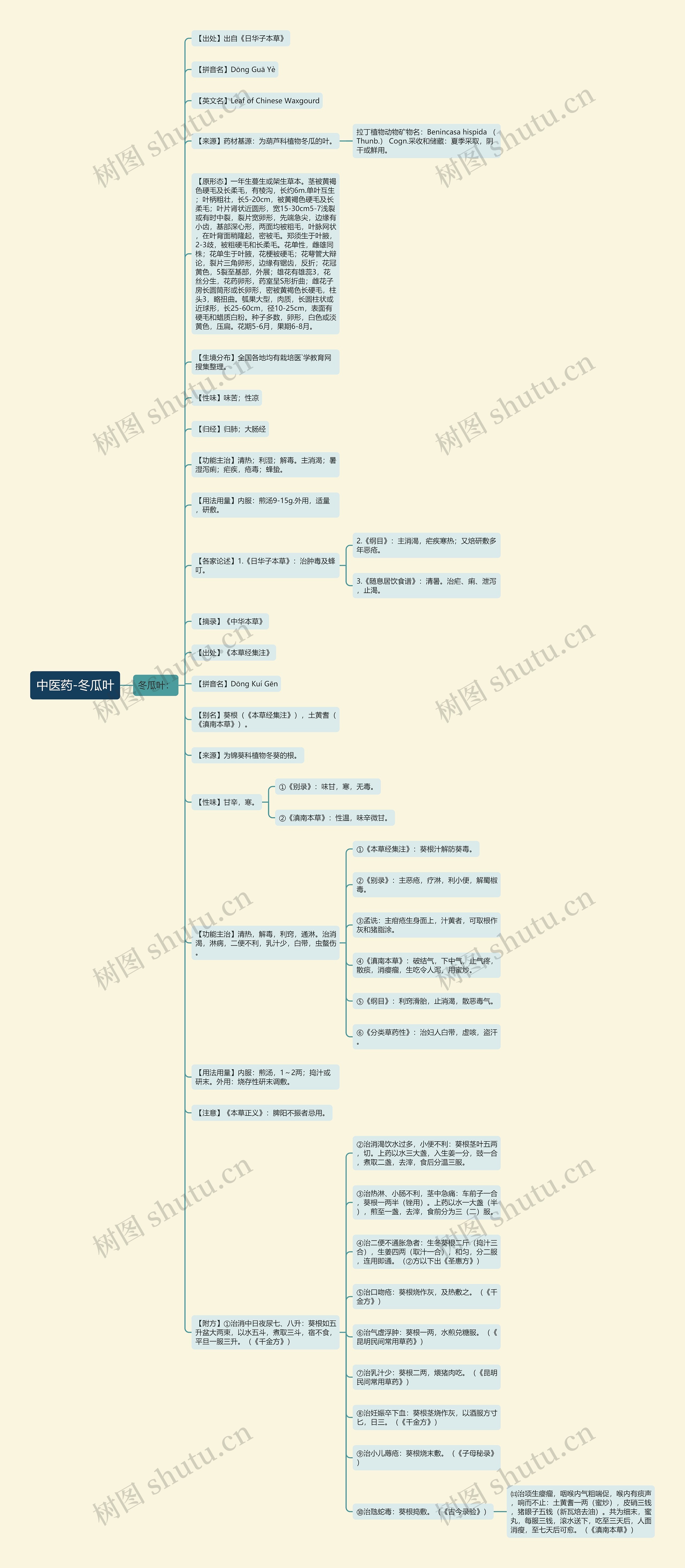 中医药-冬瓜叶思维导图