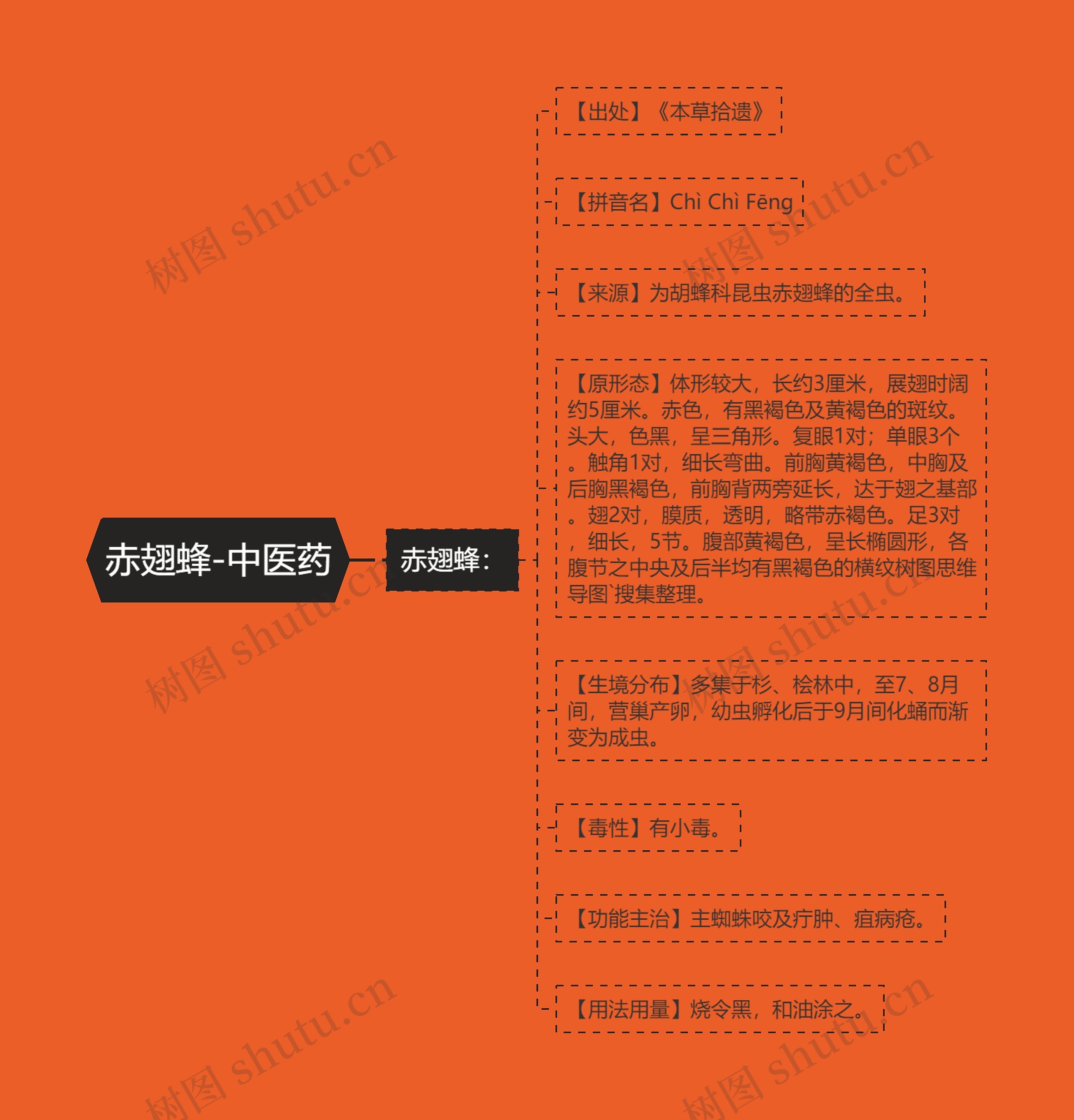 赤翅蜂-中医药 赤翅蜂-中医药