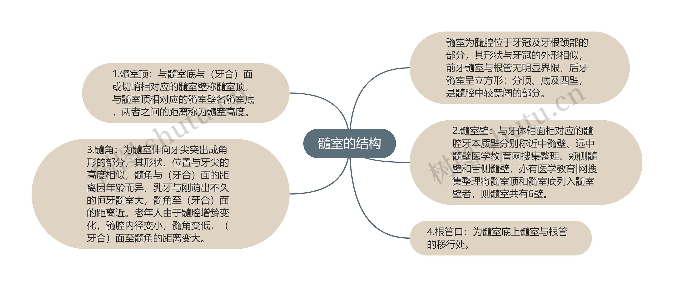 髓室的结构思维导图