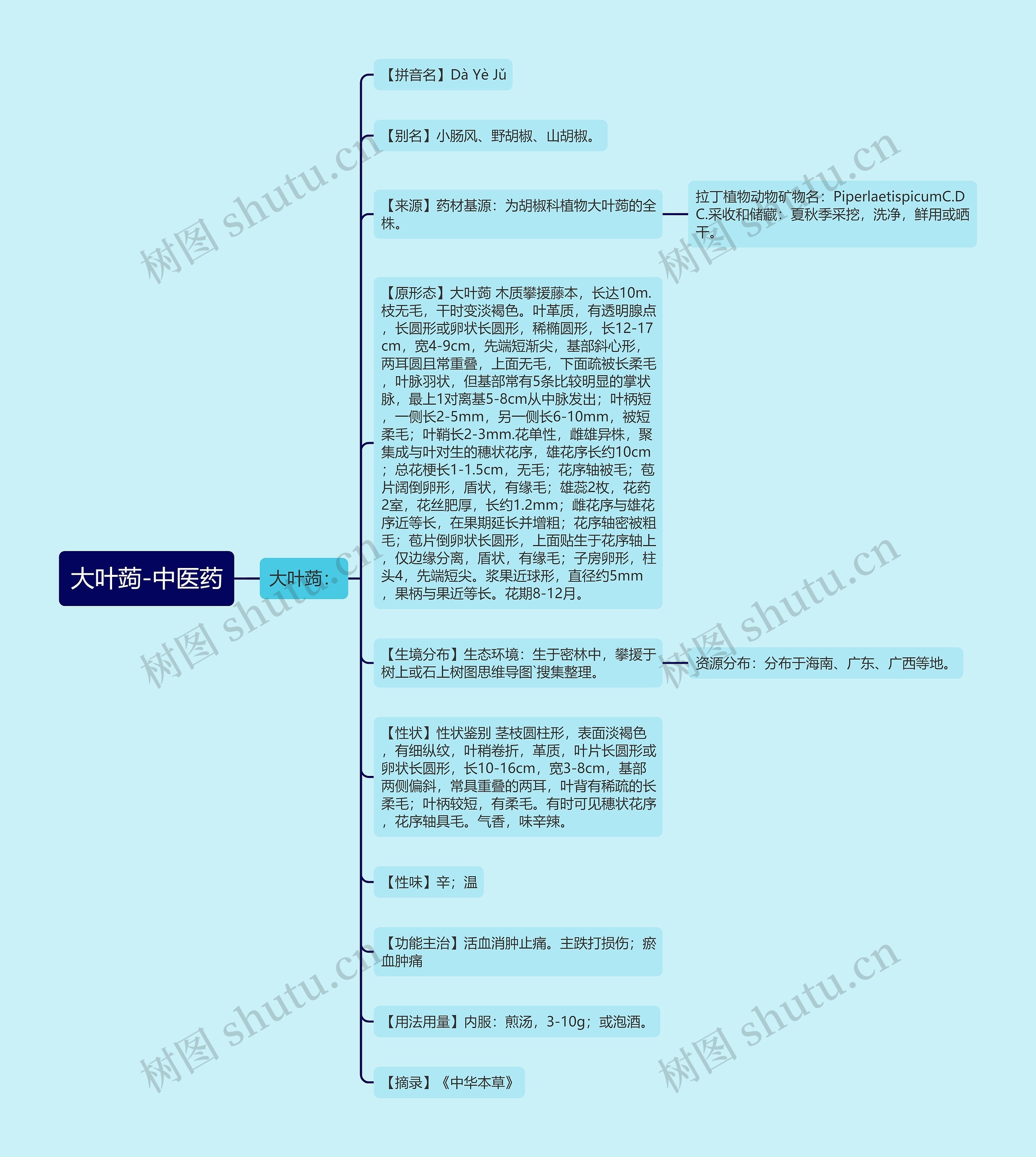 大叶蒟-中医药 大叶蒟-中医药